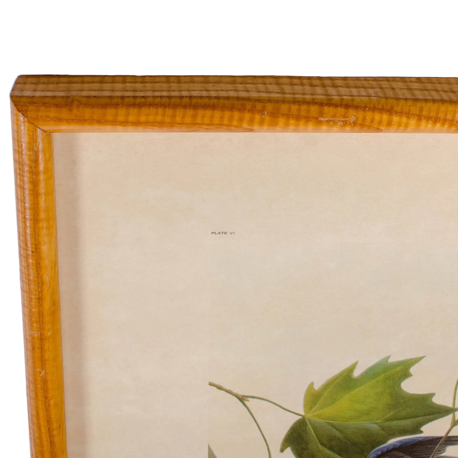 John Ruthven New York State Bluebird Print - 7