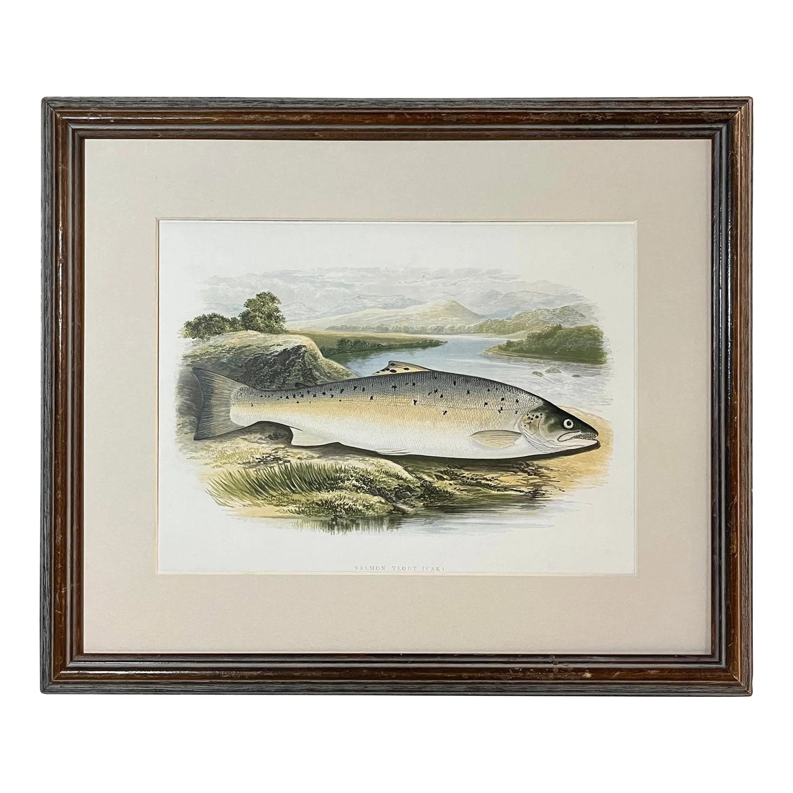 Antique Color Woodblock Print Salmon Trout Fish William Houghton C.1879 (1 of 7)