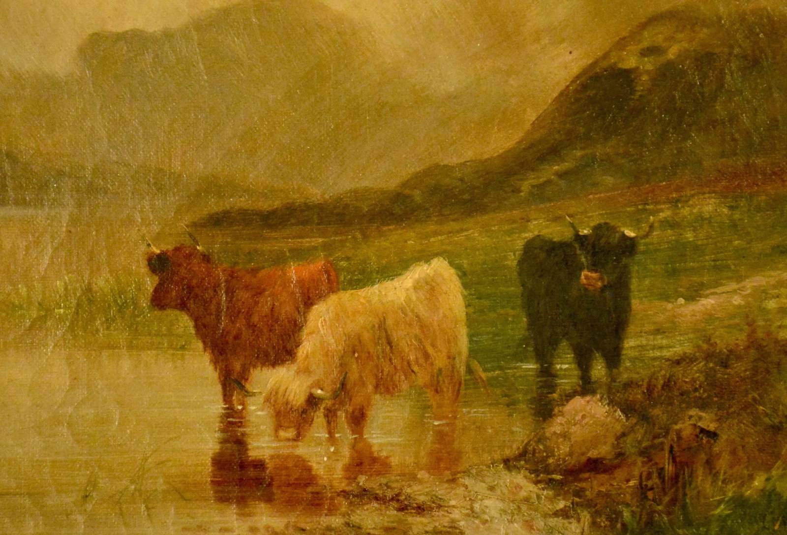 Oil on Canvas, Scottish Cattle - 5