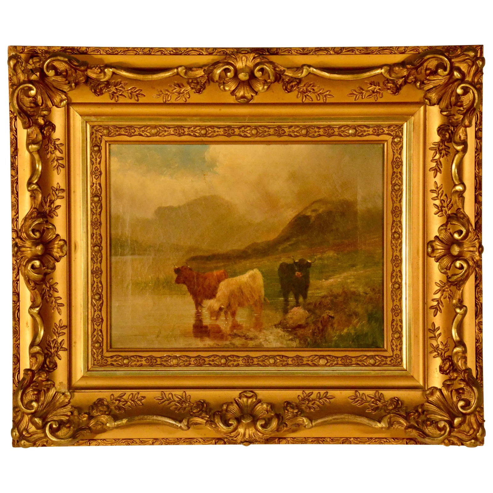 Oil on Canvas, Scottish Cattle - 9
