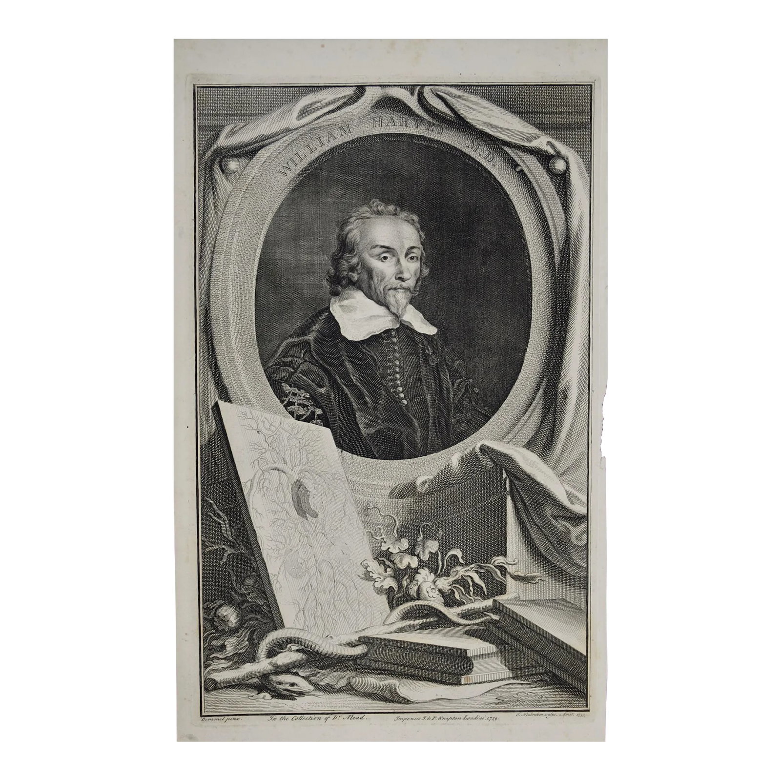 18th C. Portrait of William Harvey, MD Known for 17th C. Circulatory System Discoveries, 1739: An 18th century engraved portrait of William Harvey, MD by Jacobus Houbraken after a painting by Wilhem von Bemmel, from "The Heads of Illustrious Persons of Great Britain", published in London in