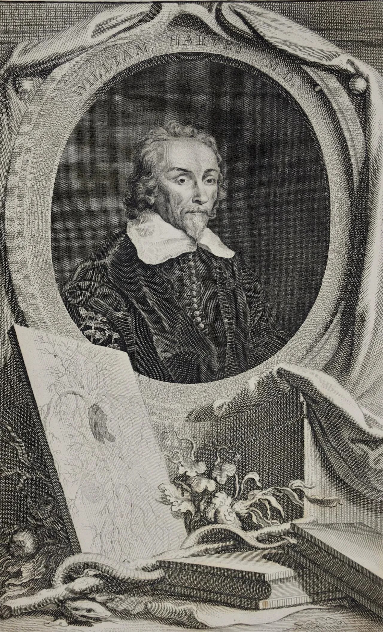 18th C. Portrait of William Harvey, MD Known for 17th C. Circulatory System Discoveries, 1739 - 2