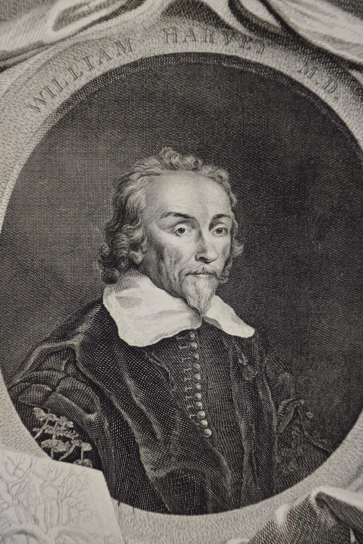 18th C. Portrait of William Harvey, MD Known for 17th C. Circulatory System Discoveries, 1739 - 3