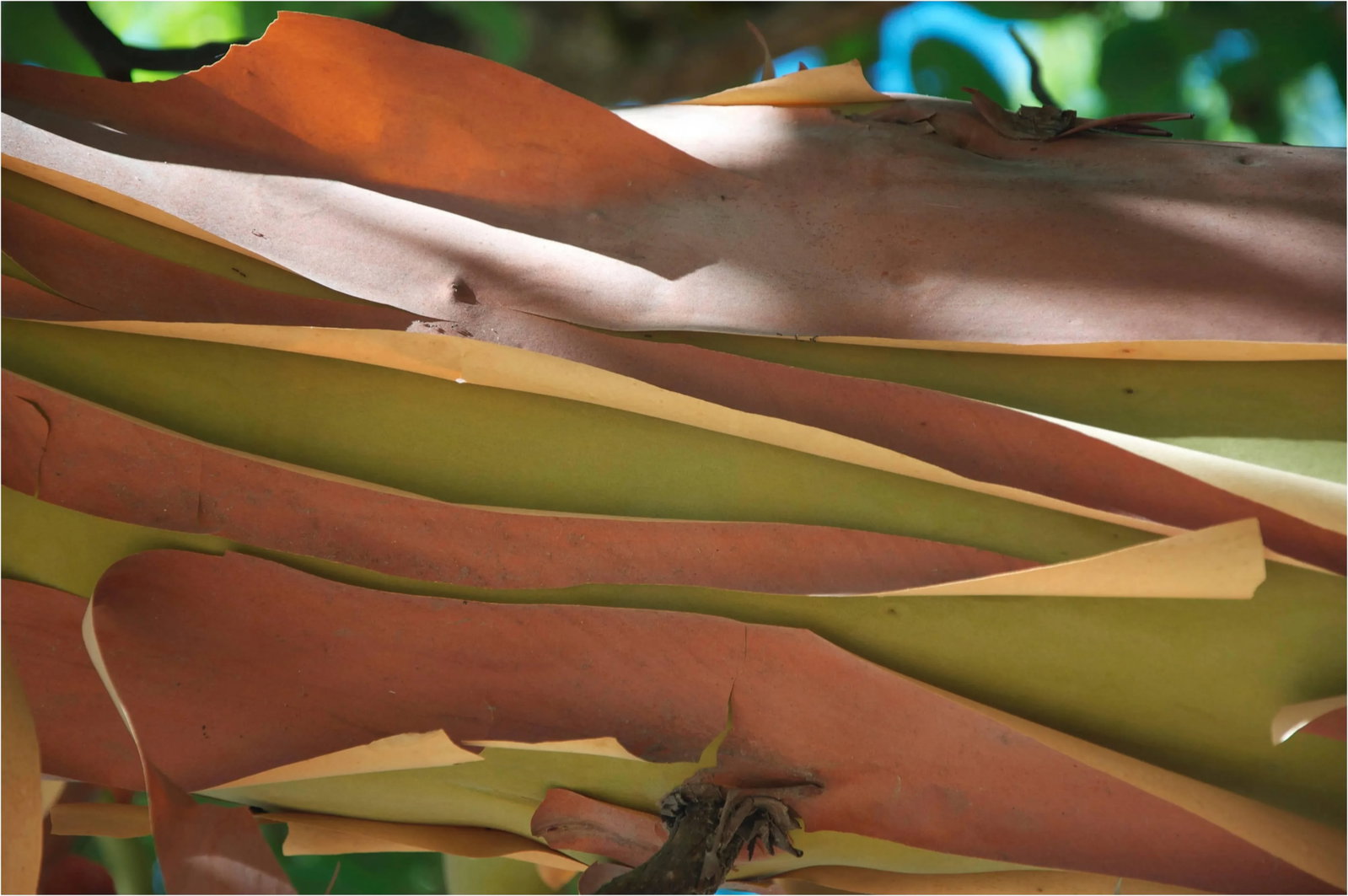 Gaetan Caron "Madrone Bark" Mendocino, Ca Photograph, 2011: Entitled "Madrone Bark, Mendocino CA" this 2011 archival photograph on Hahnemuhle Fine Art Pearl paper is by contemporary Mendocino/Bay Area artist, Gaetan Caron (b. 1964), co-founder of Lost Art