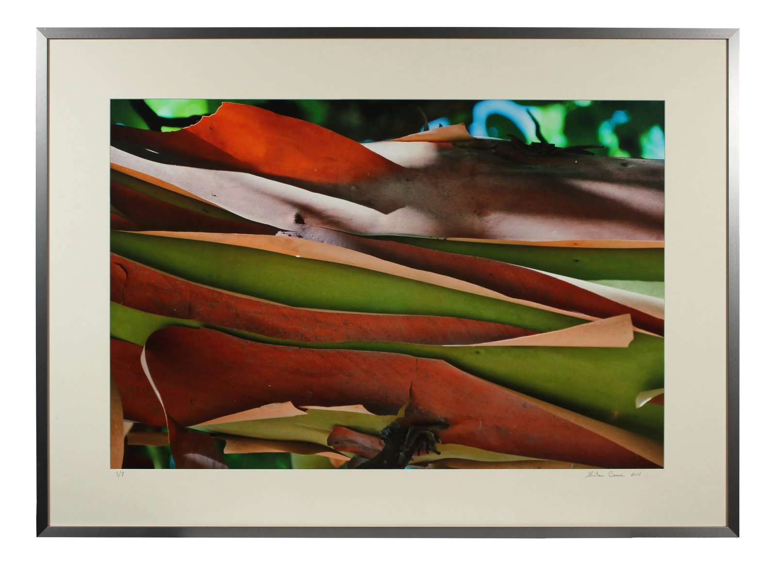 Gaetan Caron "Madrone Bark" Mendocino, Ca Photograph, 2011 - 2