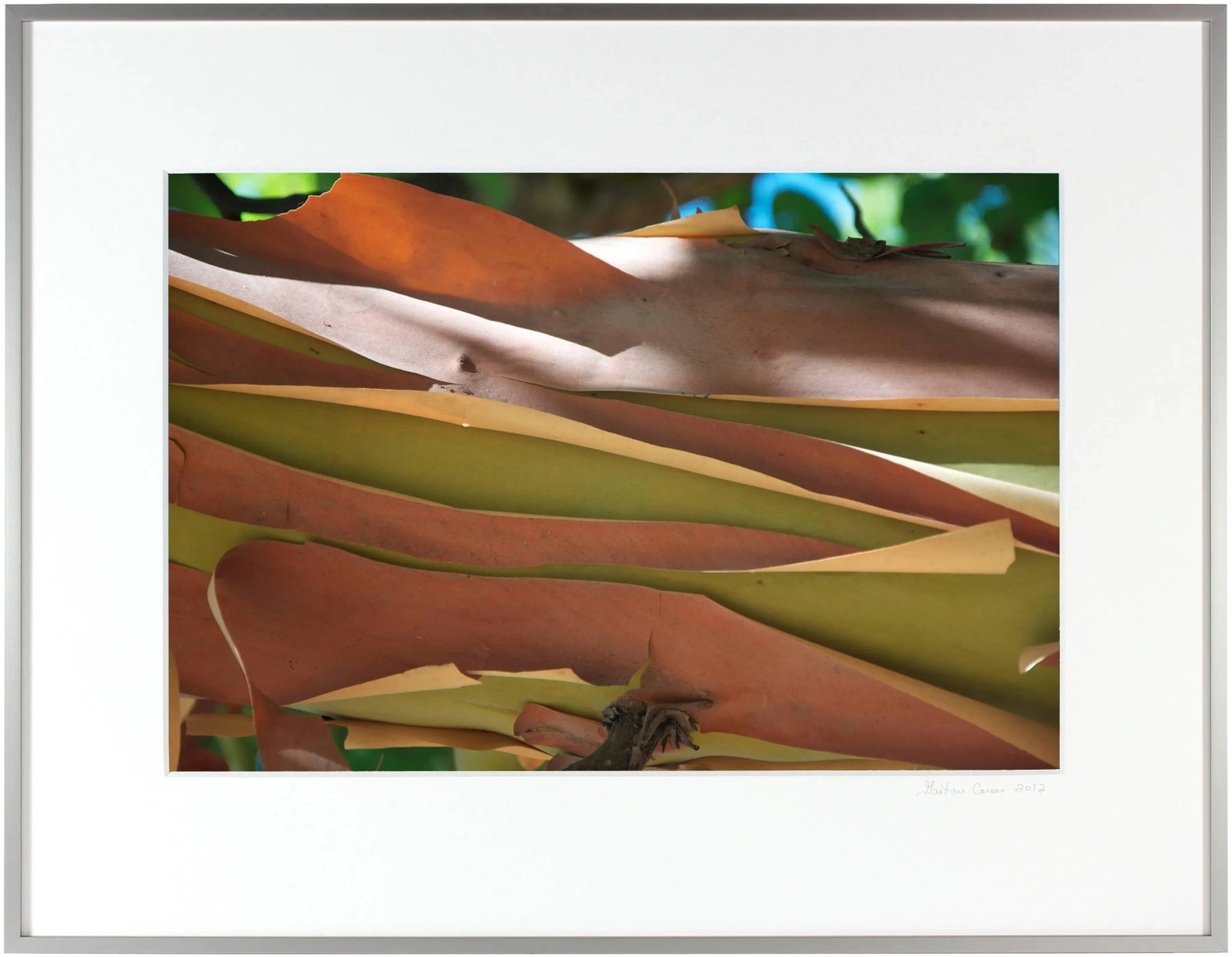 Gaetan Caron "Madrone Bark" Mendocino, Ca Photograph, 2011 - 4