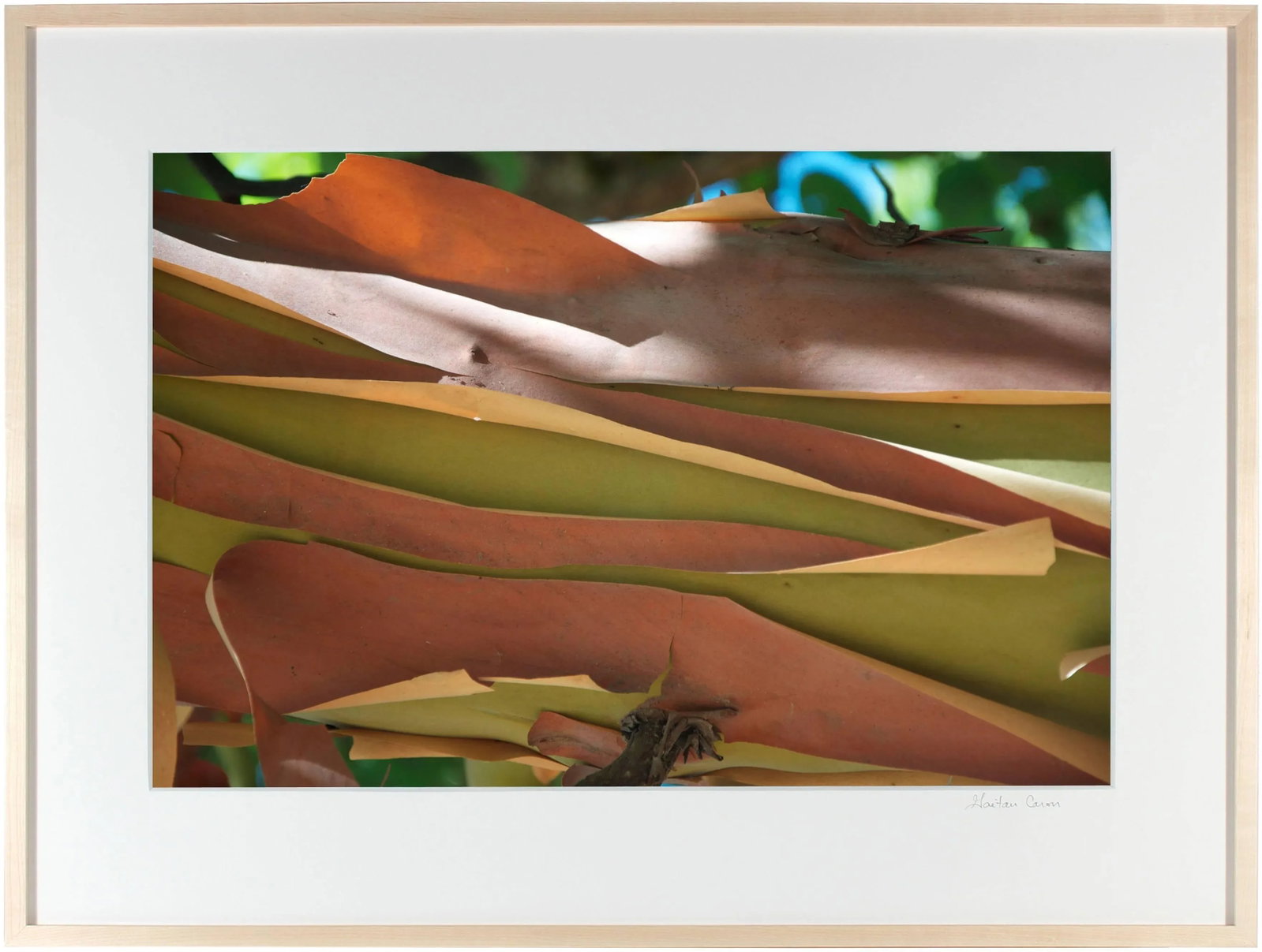 Gaetan Caron "Madrone Bark" Mendocino, Ca Photograph, 2011 - 5