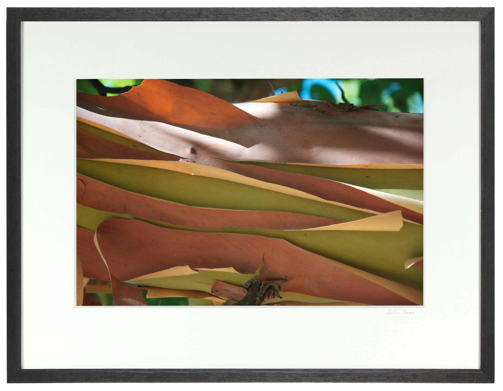 Gaetan Caron "Madrone Bark" Mendocino, Ca Photograph, 2011 - 6