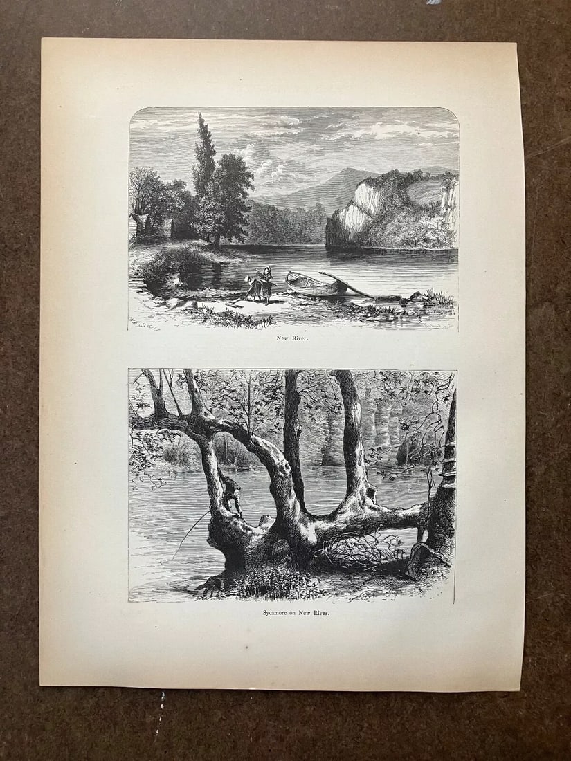 Antique 1874 Wood Engraving "Sycamore on New River... New River" VA in 11x14 Mat - 2