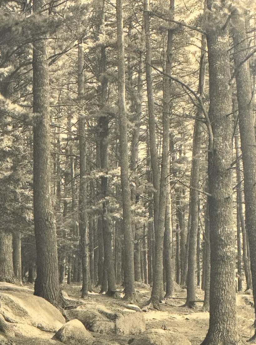 1900s Antique Black and White Forest Scene Photograph - 3