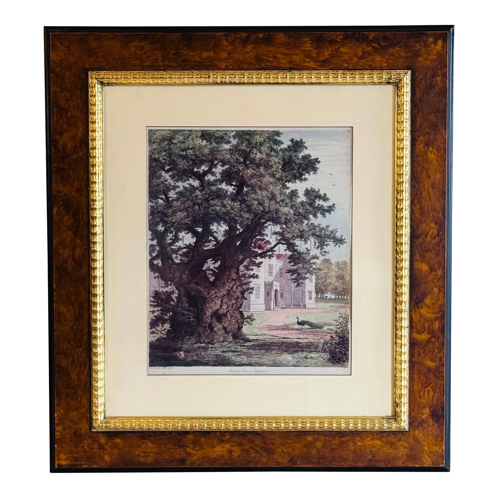 J. G. Strutt, Ancient Elm at Checquers 1825 Colored Engraving Framed by Throwbridge Gallery London: J. G. Strutt (1790-1864) Ancient Elm at Checquers 1825 by Throwbridge Gallery London Framed Colored Engraving. Deep rich engraved colors inside a rich heavy wood frame. Engraving is marked and the