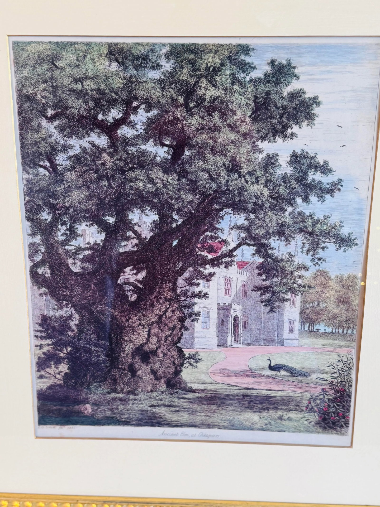 J. G. Strutt, Ancient Elm at Checquers 1825 Colored Engraving Framed by Throwbridge Gallery London - 2