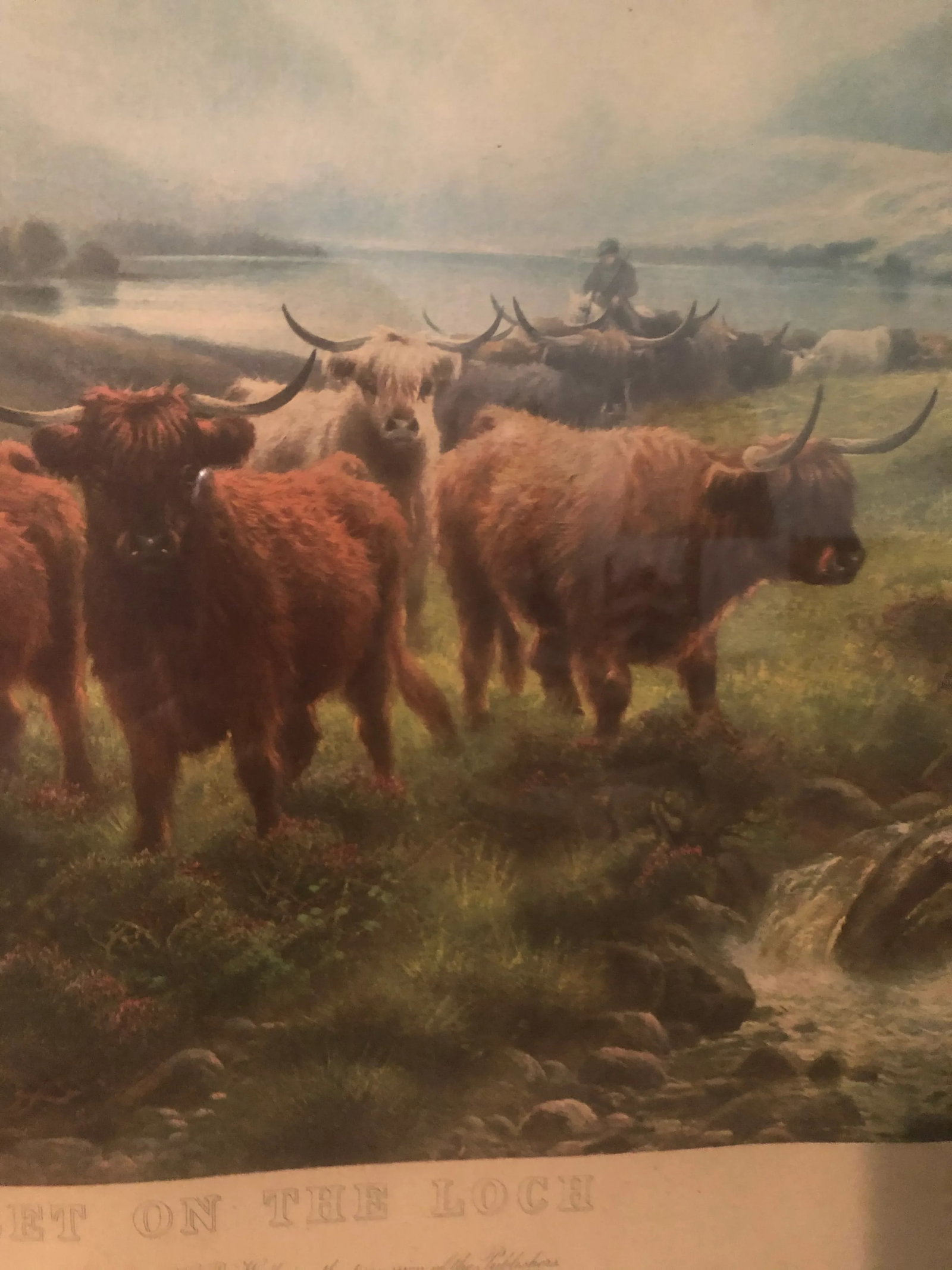 Scottish Cattle Framed Print - 2
