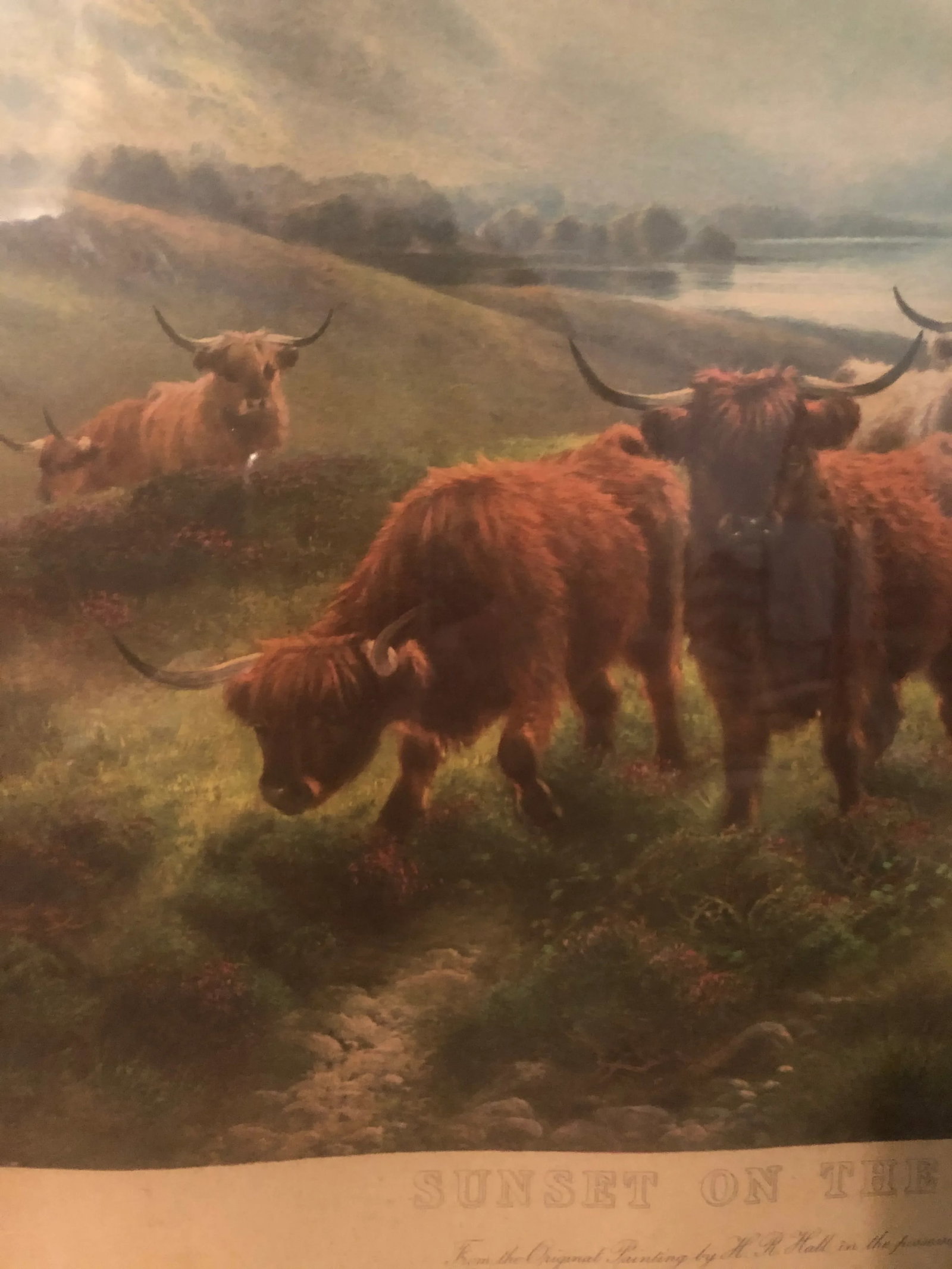 Scottish Cattle Framed Print - 3