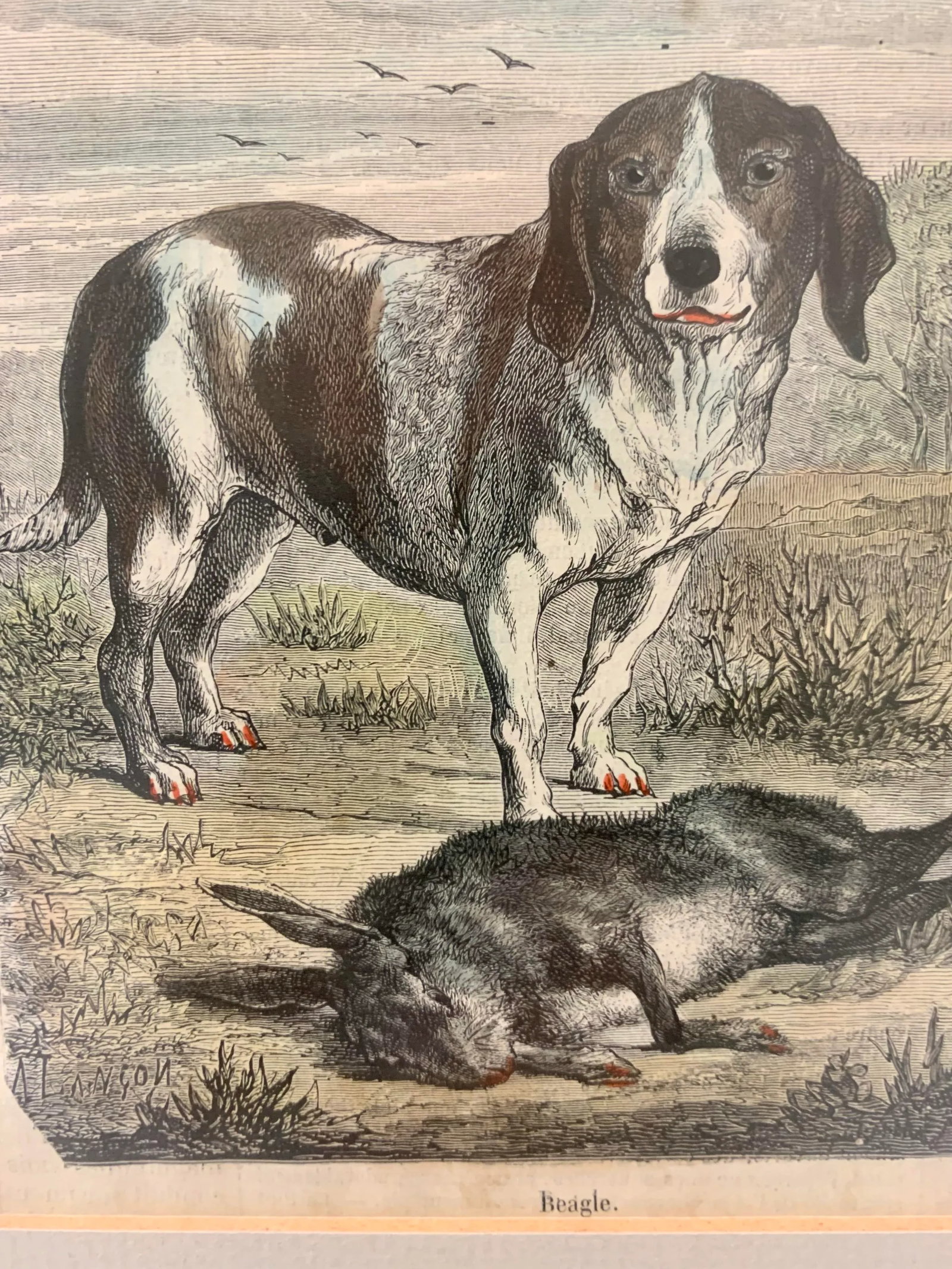 19th-Century Hand Colored French Engraving of a Beagle for "La Chasse Illustree" by Firmin Didot - 11