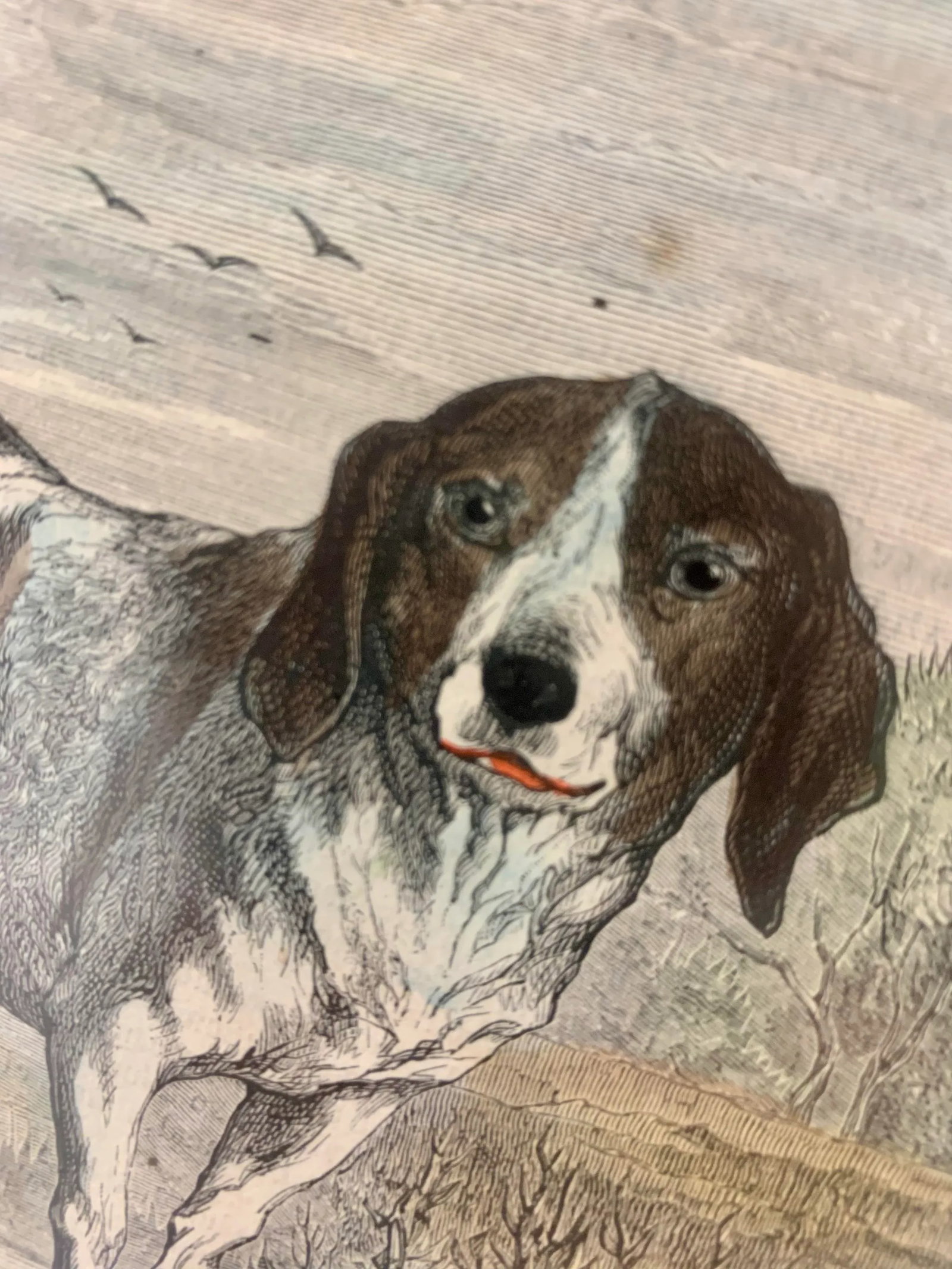 19th-Century Hand Colored French Engraving of a Beagle for "La Chasse Illustree" by Firmin Didot - 3