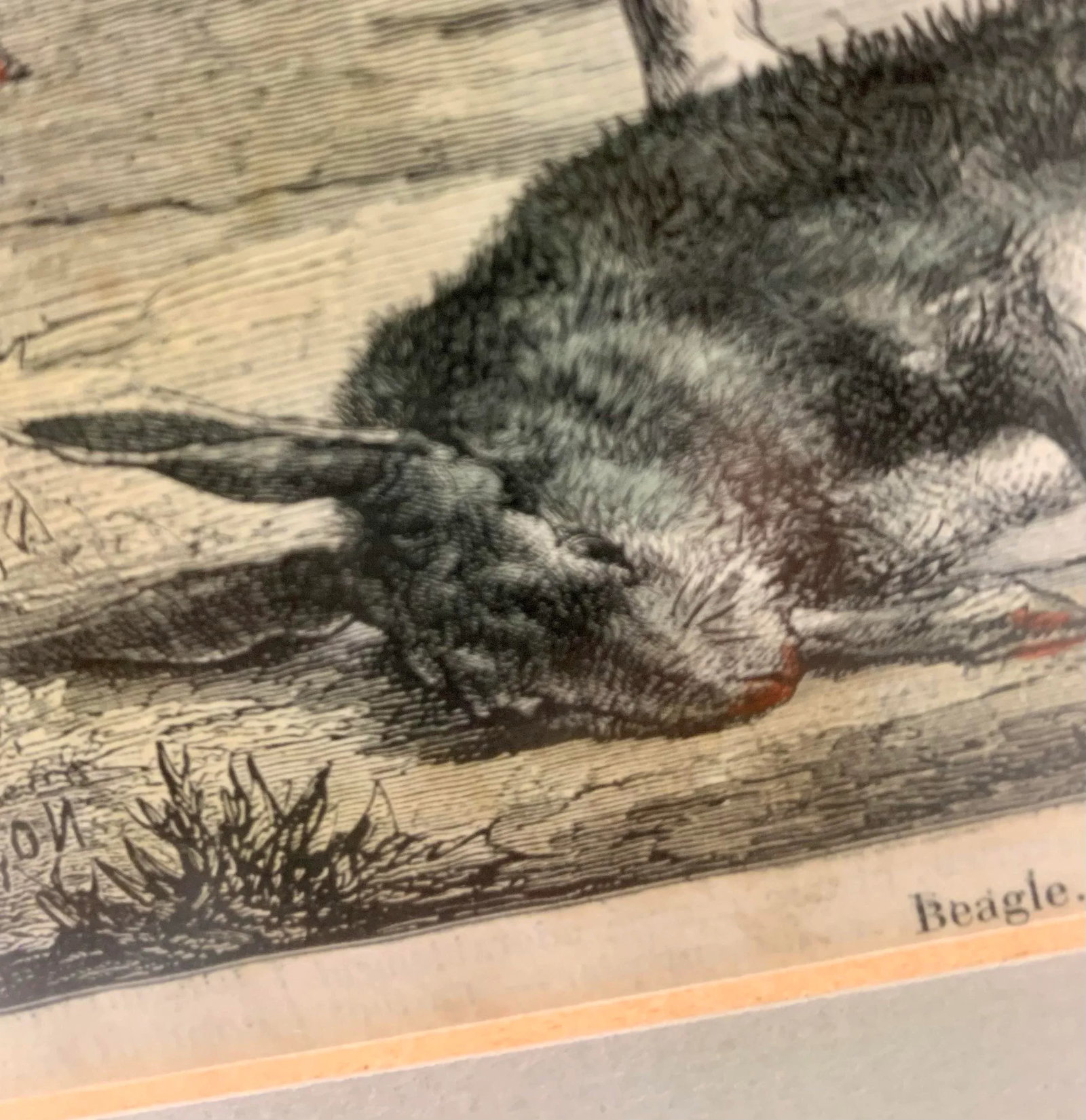 19th-Century Hand Colored French Engraving of a Beagle for "La Chasse Illustree" by Firmin Didot - 5