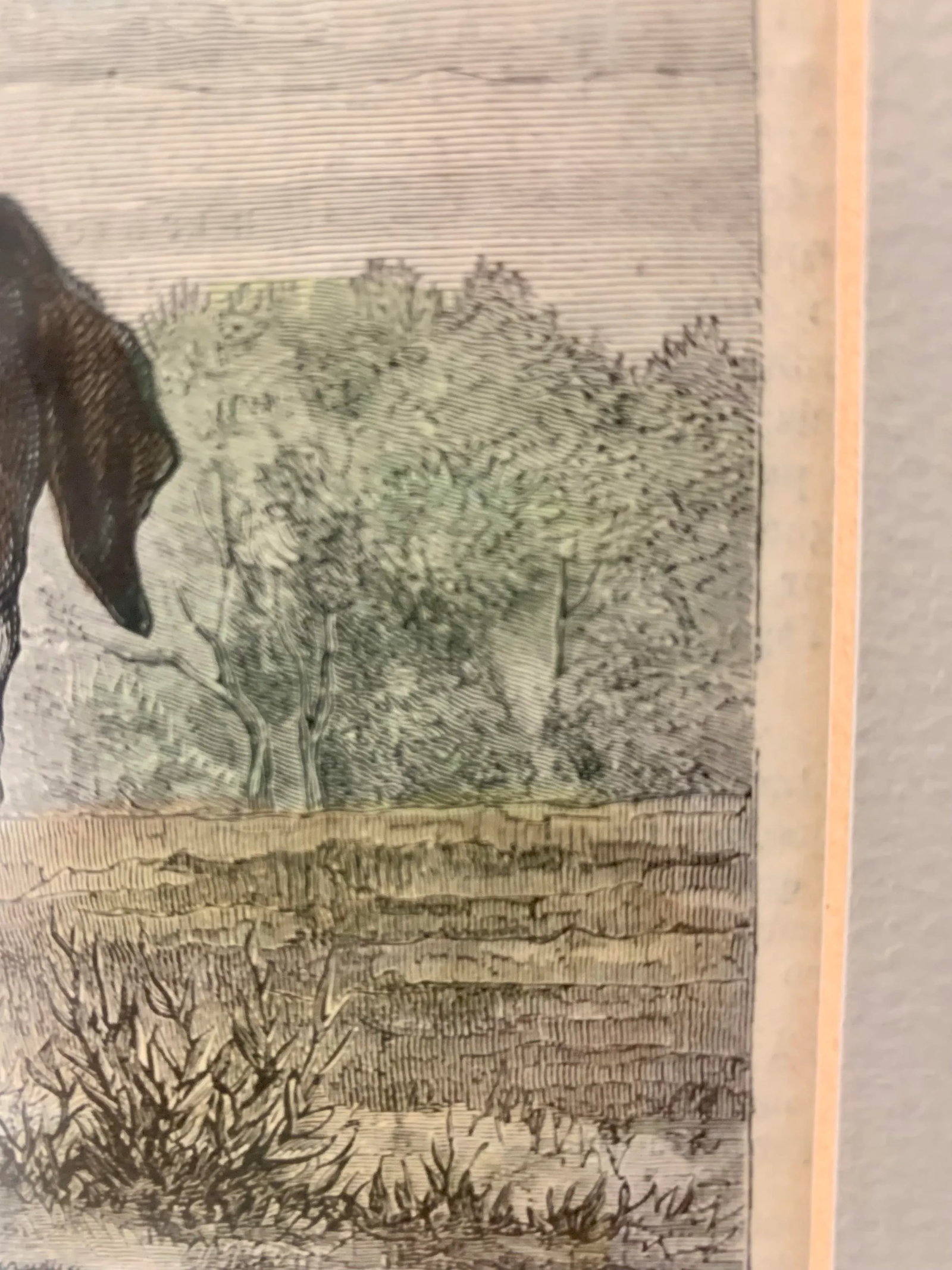 19th-Century Hand Colored French Engraving of a Beagle for "La Chasse Illustree" by Firmin Didot - 7