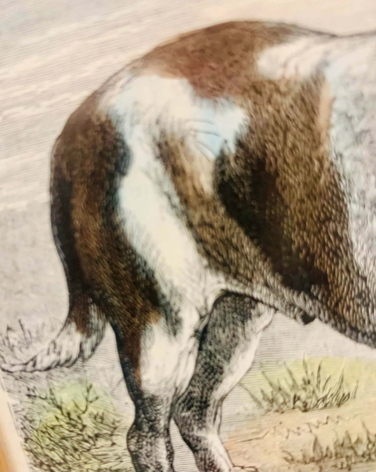 19th-Century Hand Colored French Engraving of a Beagle for "La Chasse Illustree" by Firmin Didot - 8