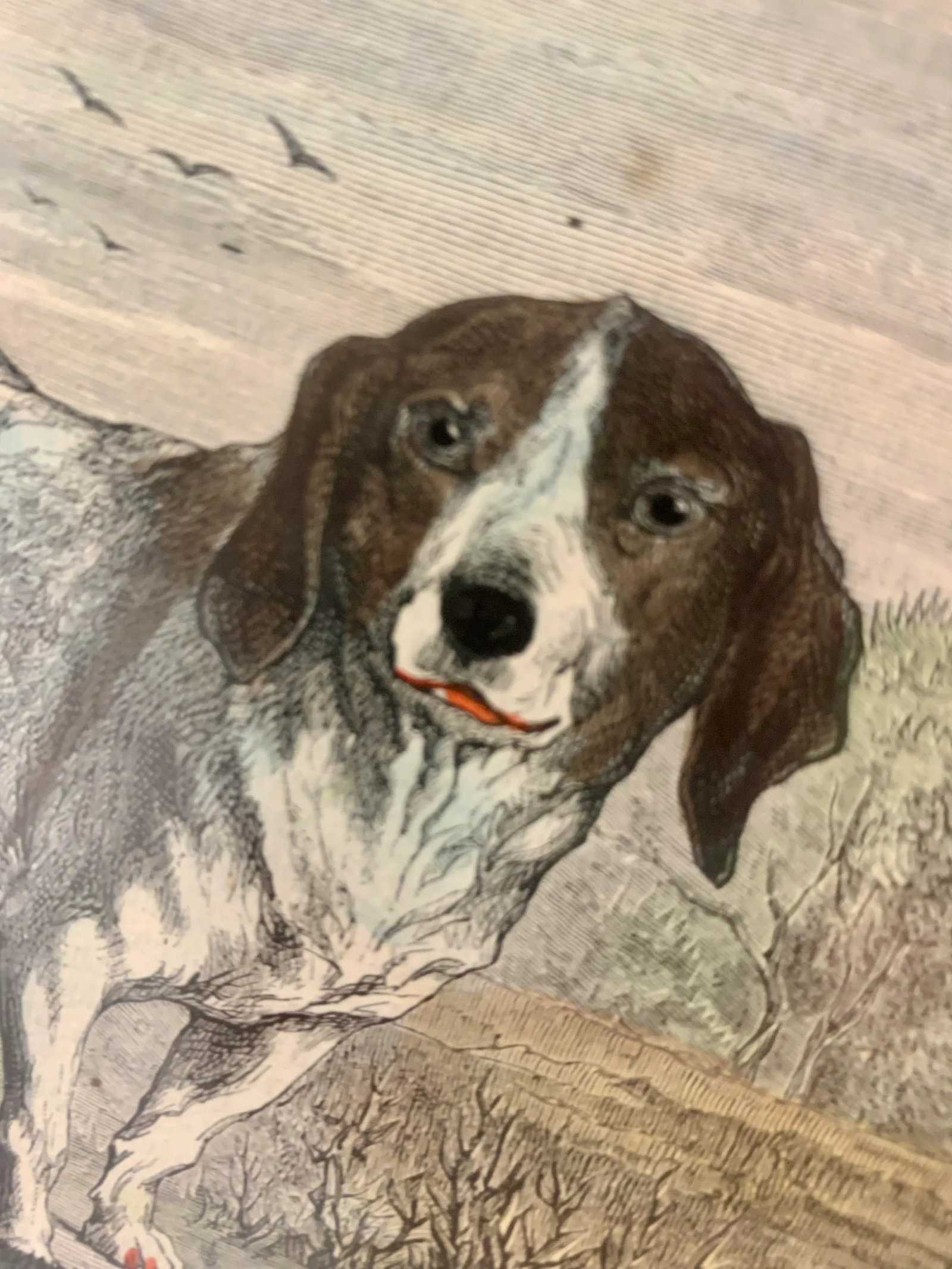 19th-Century Hand Colored French Engraving of a Beagle for "La Chasse Illustree" by Firmin Didot - 9