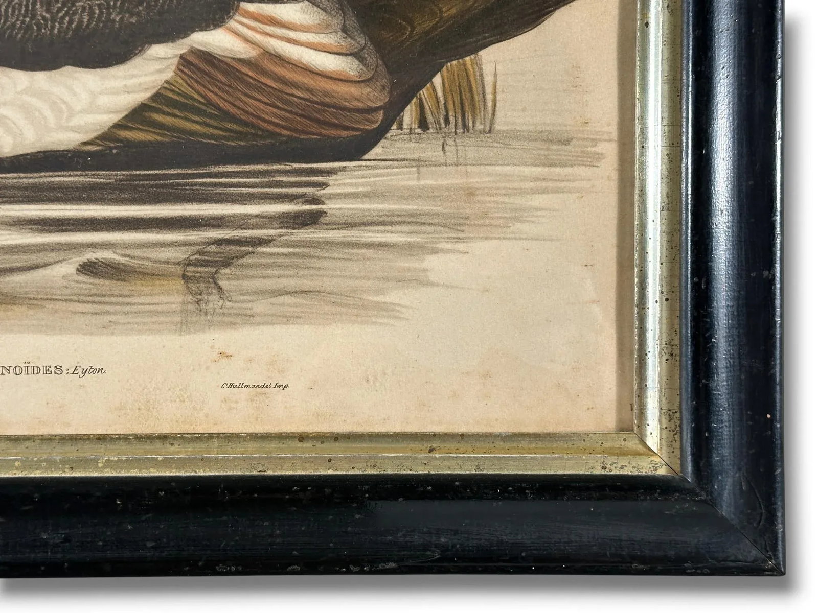After John Gould (1804-1881), Pair of Framed Antique Lithographs, Borghese Gallery - 11