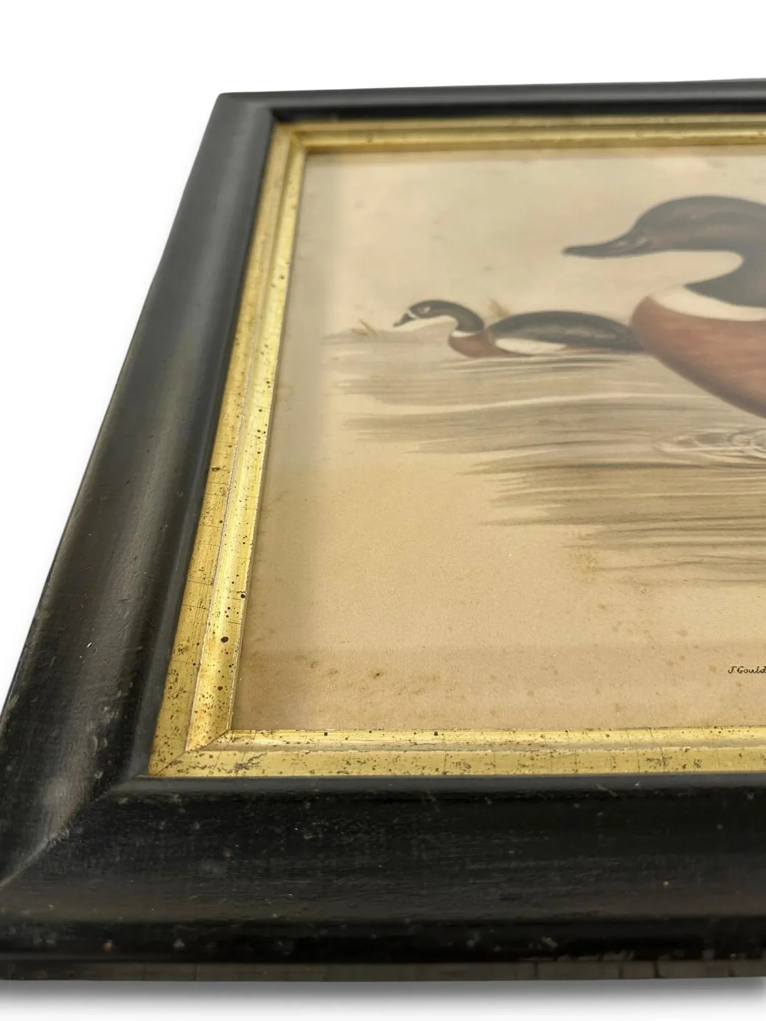 After John Gould (1804-1881), Pair of Framed Antique Lithographs, Borghese Gallery - 12