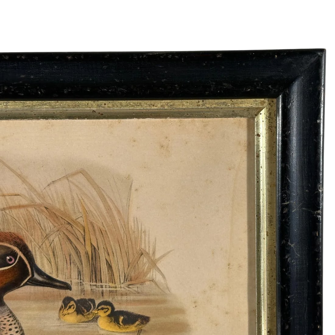 After John Gould (1804-1881), Pair of Framed Antique Lithographs, Borghese Gallery - 13