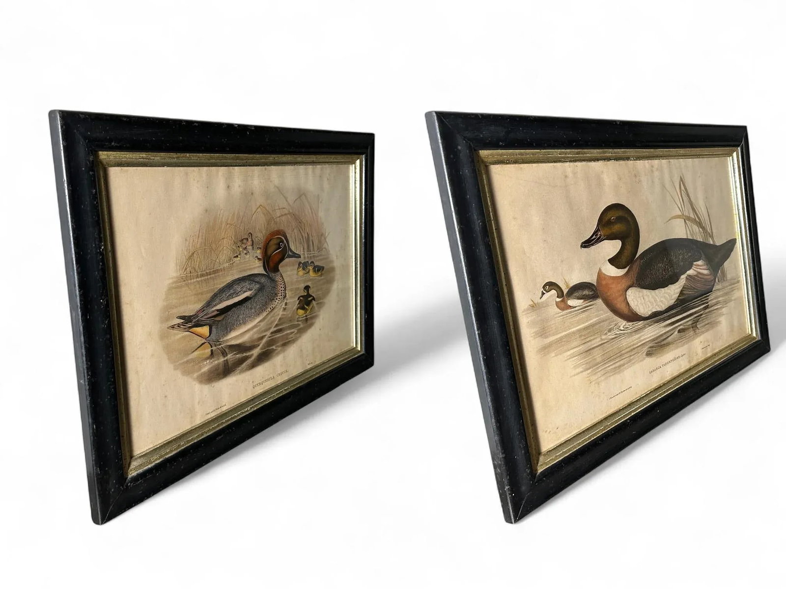 After John Gould (1804-1881), Pair of Framed Antique Lithographs, Borghese Gallery - 14
