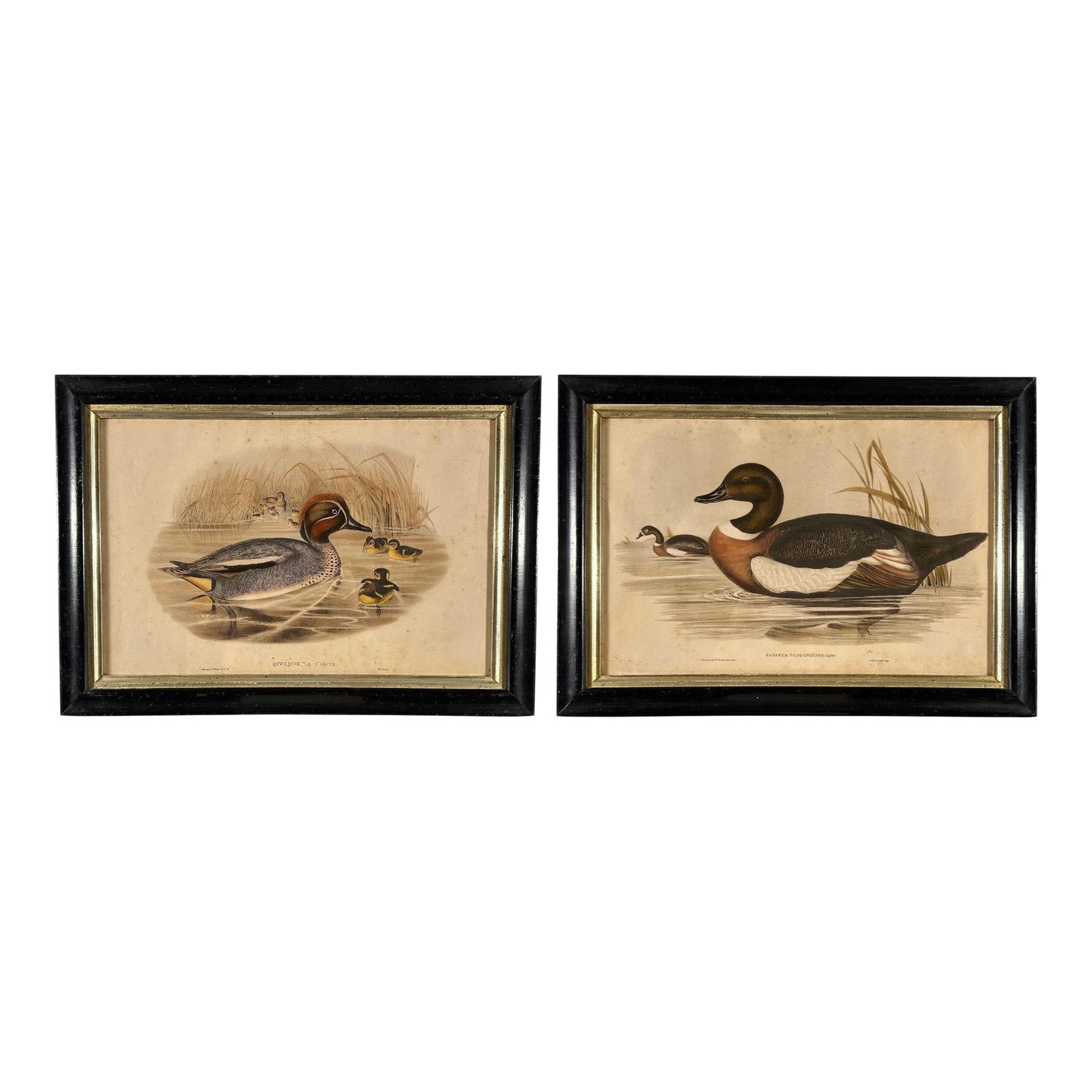 After John Gould (1804-1881), Pair of Framed Antique Lithographs, Borghese Gallery (1 of 15)