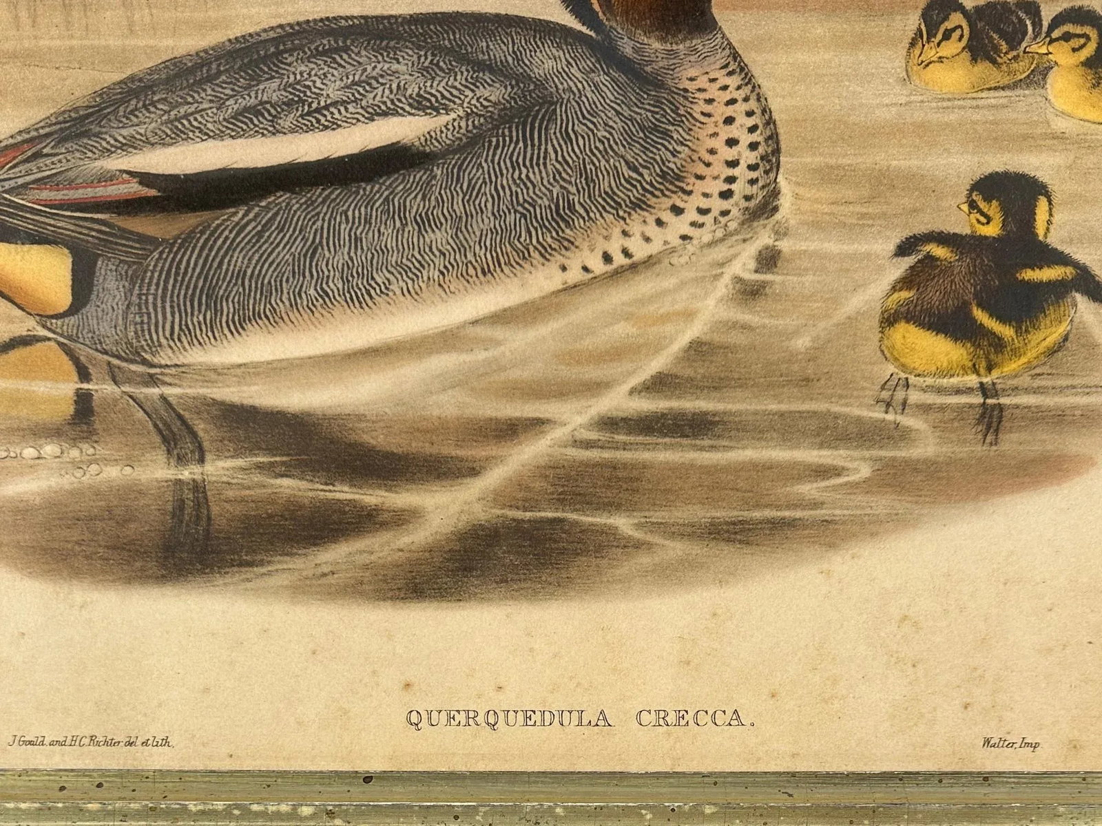 After John Gould (1804-1881), Pair of Framed Antique Lithographs, Borghese Gallery - 5