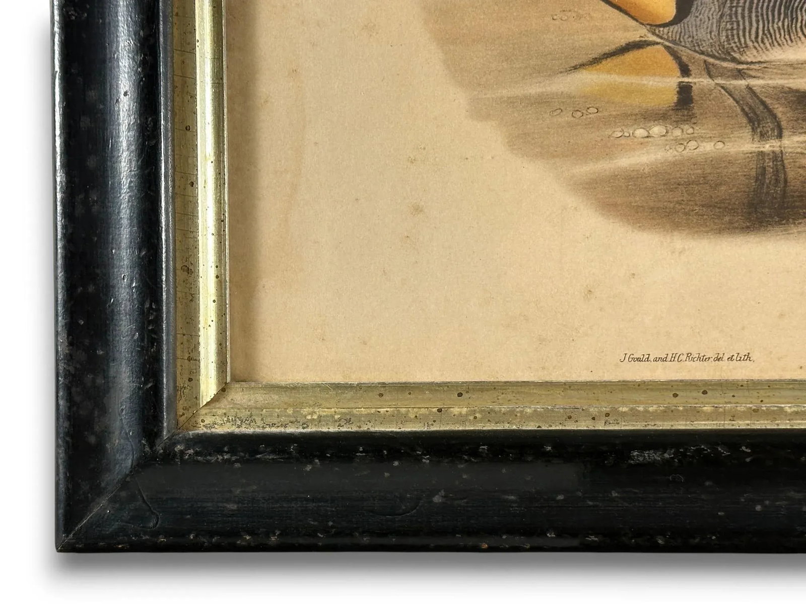 After John Gould (1804-1881), Pair of Framed Antique Lithographs, Borghese Gallery - 6