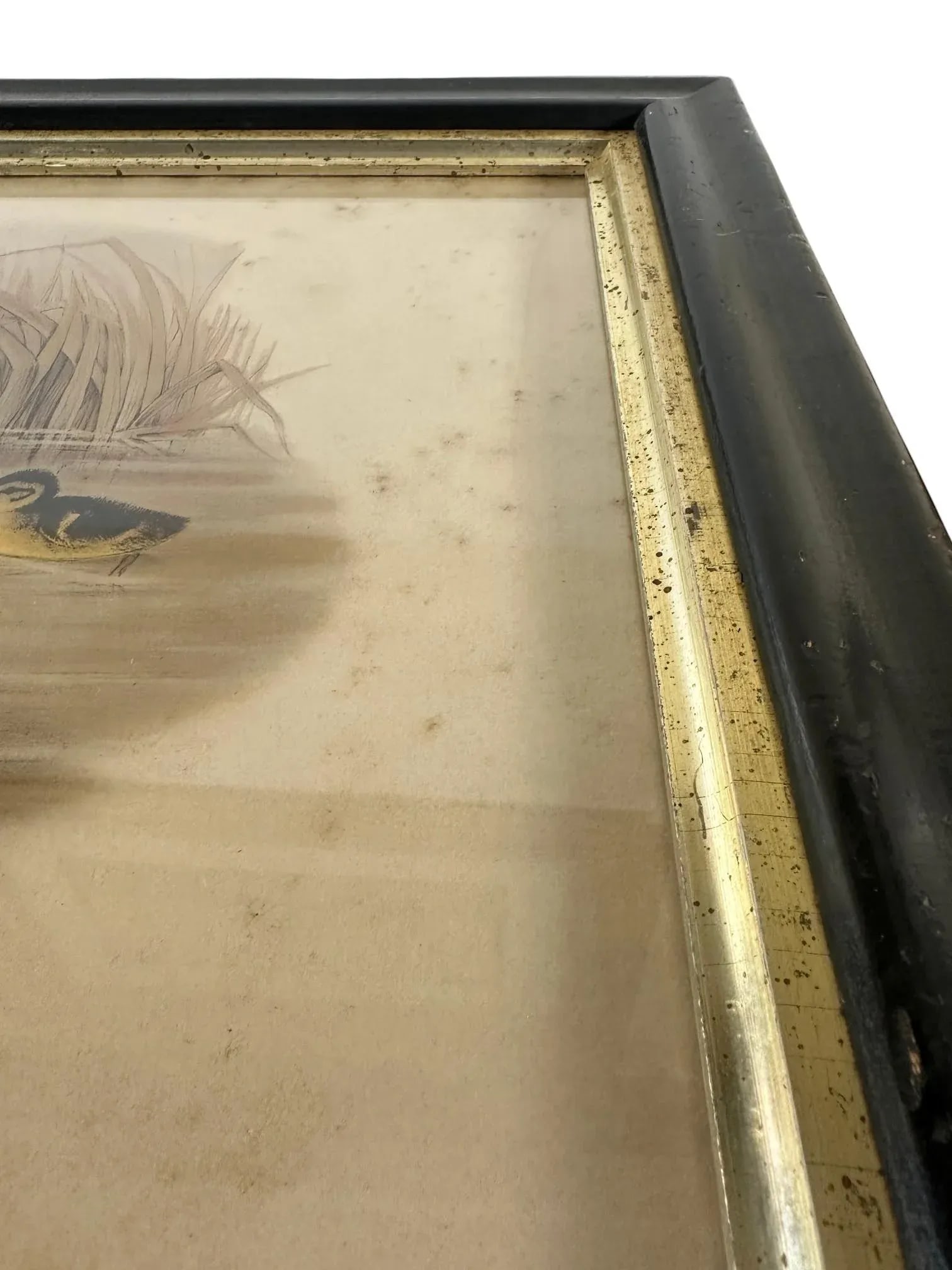 After John Gould (1804-1881), Pair of Framed Antique Lithographs, Borghese Gallery - 8
