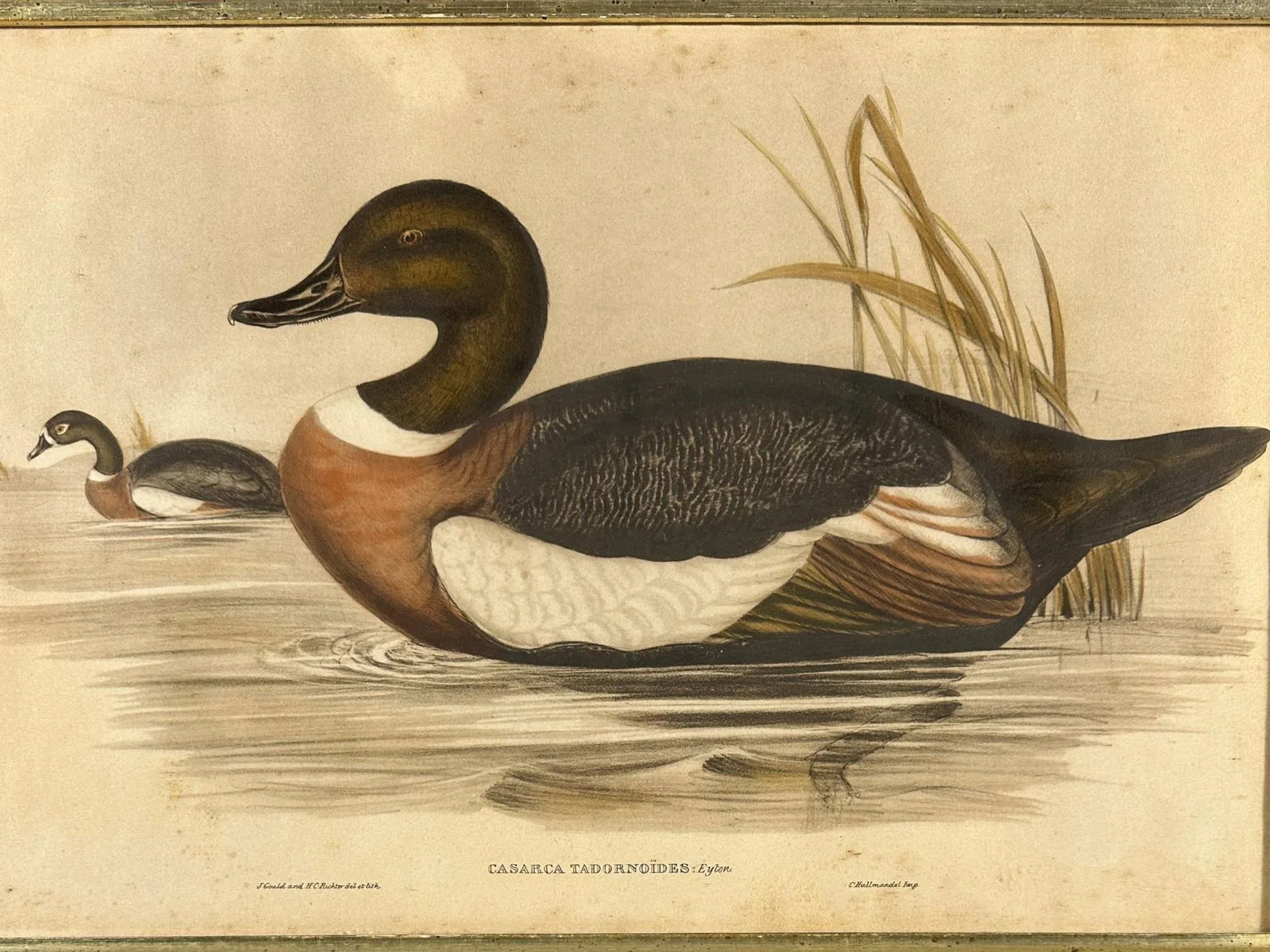 After John Gould (1804-1881), Pair of Framed Antique Lithographs, Borghese Gallery - 9