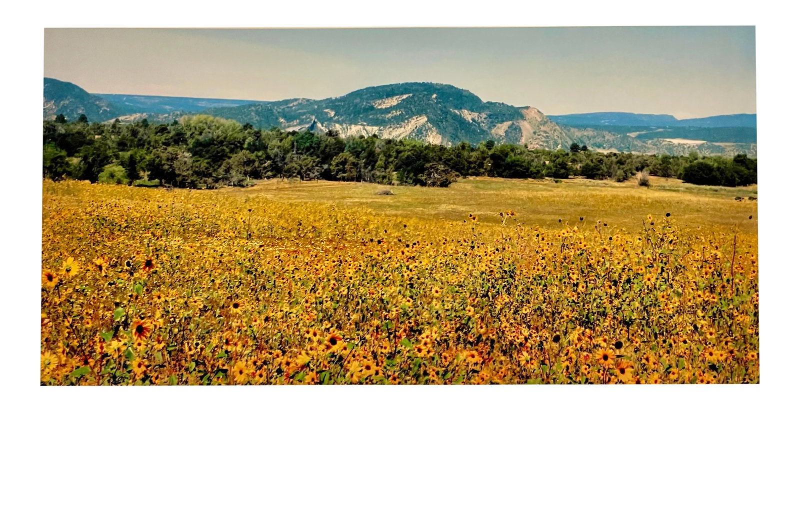 Gleb Derujinsky "Sunflower Farm" Contemporary Landscape Photograph Print: The pleasure of finally being able to go through the archive of my father, Gleb Derujinsky, and begin the task of sharing his vast imagination is a thrill. Many know his work now from his career as a 