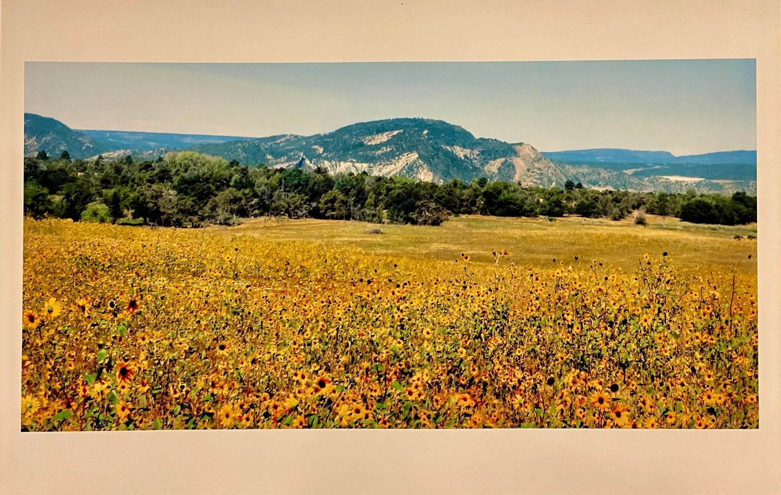 Gleb Derujinsky "Sunflower Farm" Contemporary Landscape Photograph Print - 5