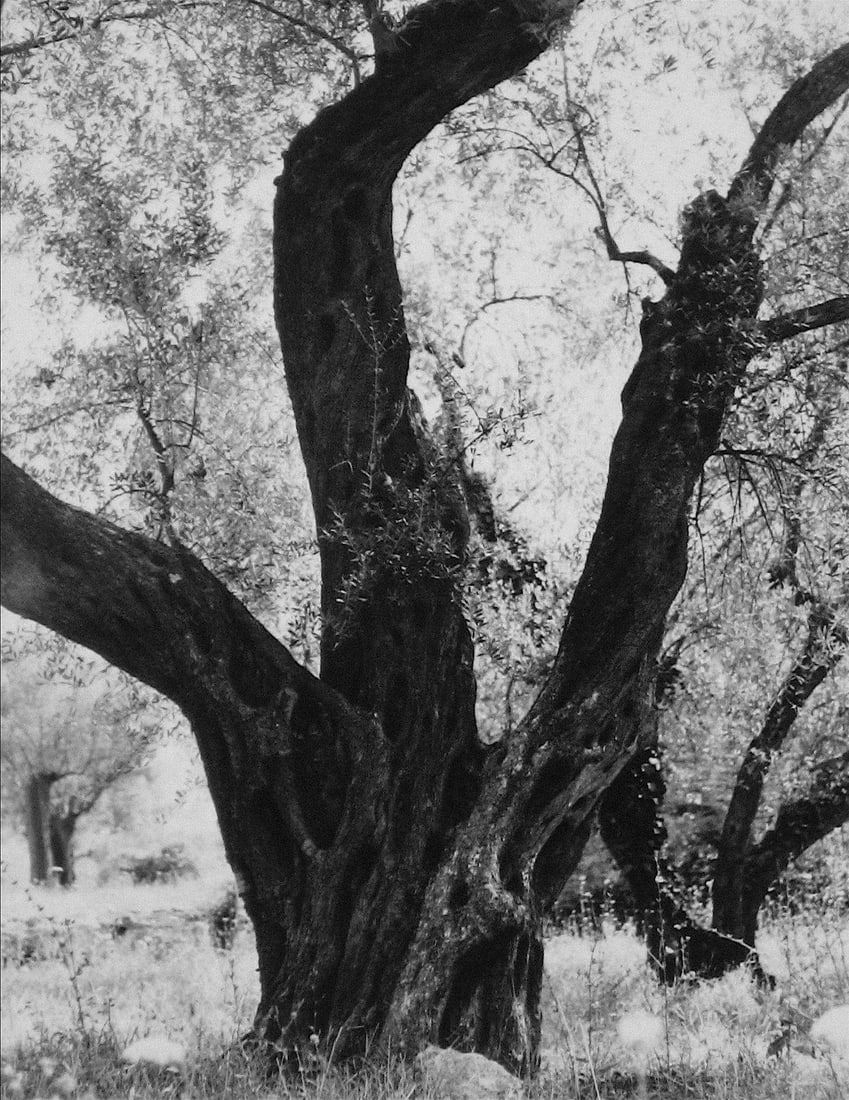 Tree in Rome 1960s Black and White Photograph: This work is a 1960s photograph by New York/San Francisco photographer Roz Joseph (1926-2019). Joseph traveled extensively through Europe, North Africa, and Asia in the 1960s shooting in black and