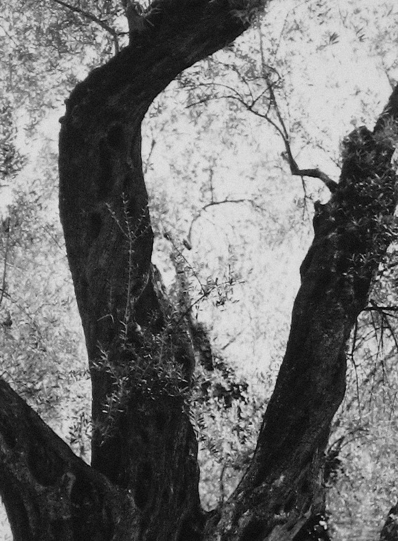 Tree in Rome 1960s Black and White Photograph - 2