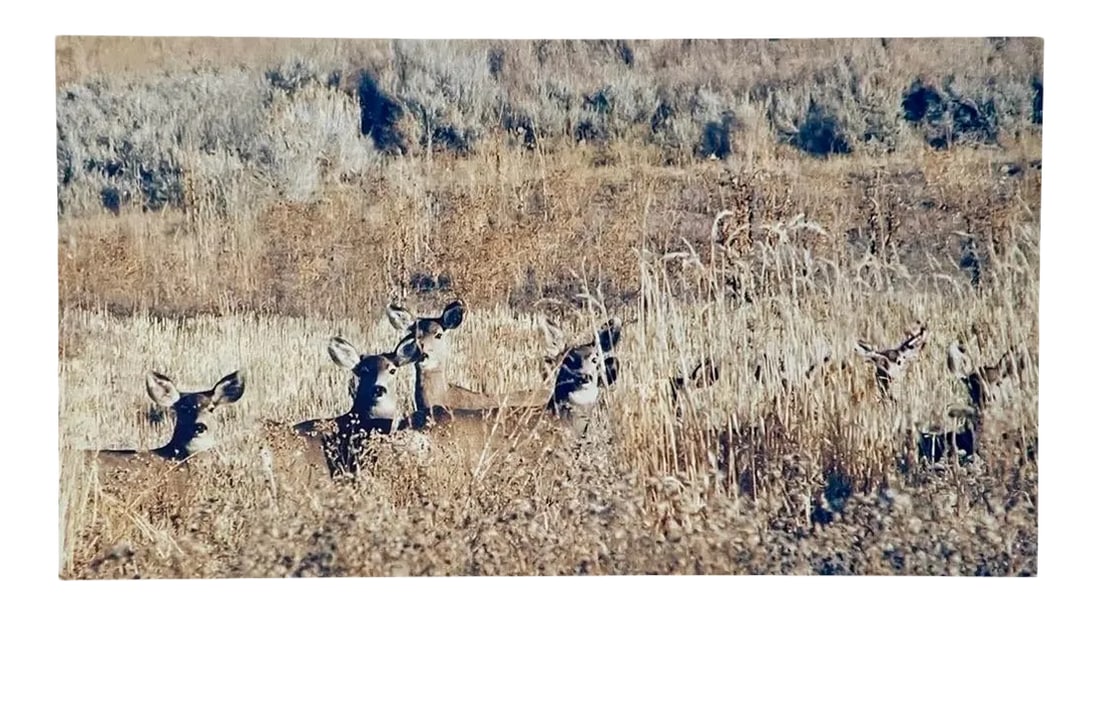 "Deer in the Grass" Contemporary Landscape Color Photograph From the Estate of Gleb Derujinsky: The pleasure of finally being able to go through the archive of my father, Gleb Derujinsky, and begin the task of sharing his vast imagination is a thrill. Many know his work now from his career as a 