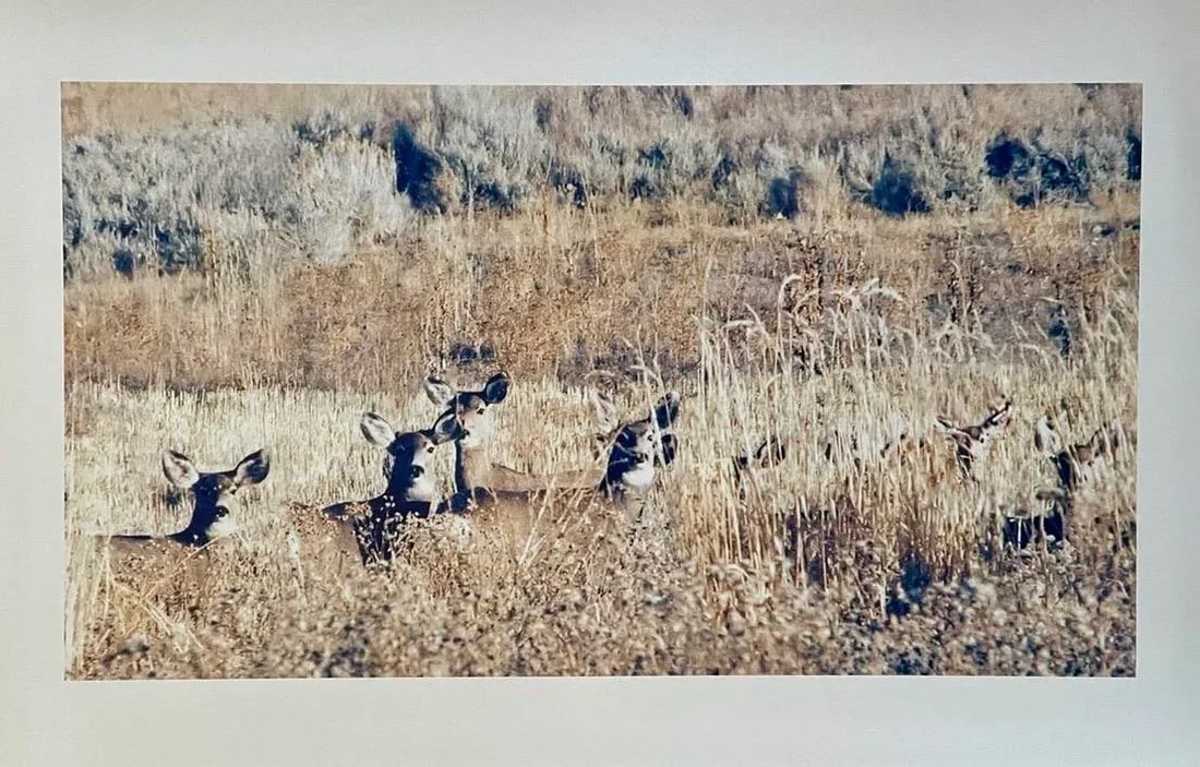 "Deer in the Grass" Contemporary Landscape Color Photograph From the Estate of Gleb Derujinsky - 2