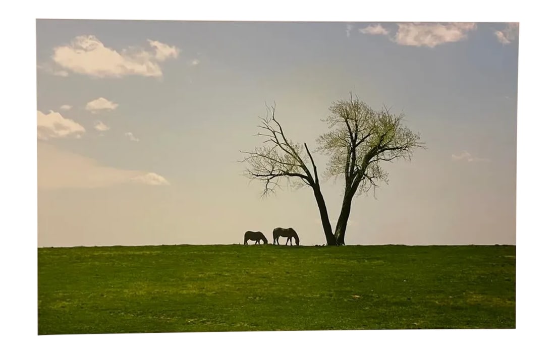 "Two Horses and a Tree" Contemporary Landscape Color Photograph From the Estate of Gleb Derujinsky: The pleasure of finally being able to go through the archive of my father, Gleb Derujinsky, and begin the task of sharing his vast imagination is a thrill. Many know his work now from his career as a 