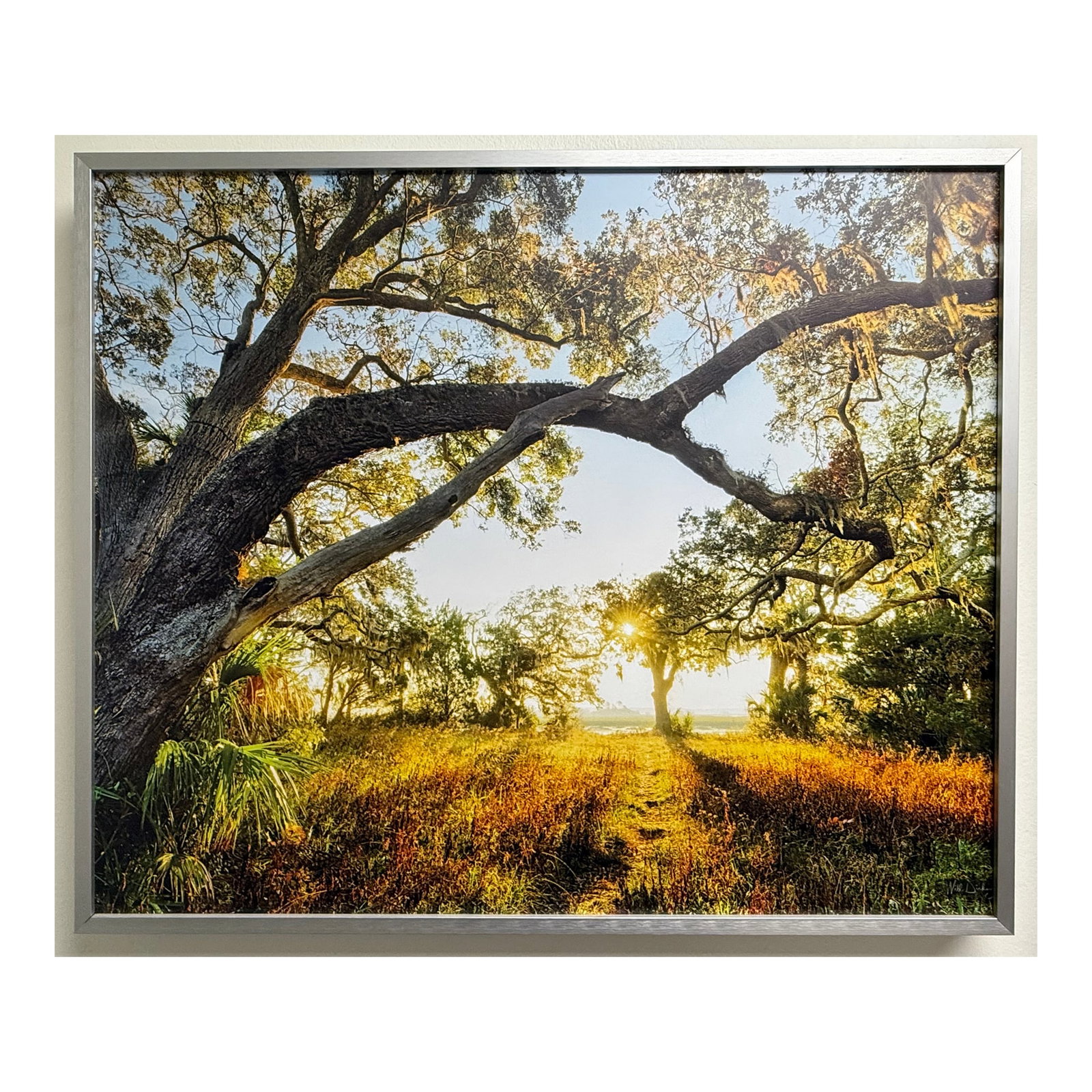 Sunlit Path Under Live Oak Branches, Framed Photograph, Artist Will Dickey: Title: Untitled (Sunlit Path Under Live Oak Branches) Artist: Will Dickey Year: 21st century Medium: Direct Print on ACM (Acrylic Composite Material) Framing: Modern silver metal frame with a