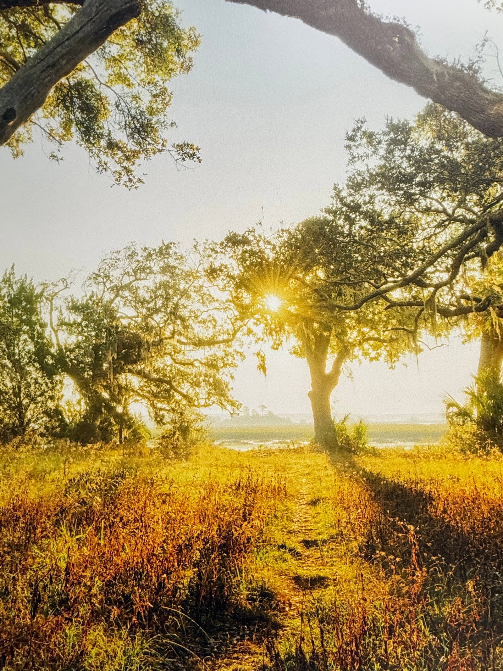 Sunlit Path Under Live Oak Branches, Framed Photograph, Artist Will Dickey - 2