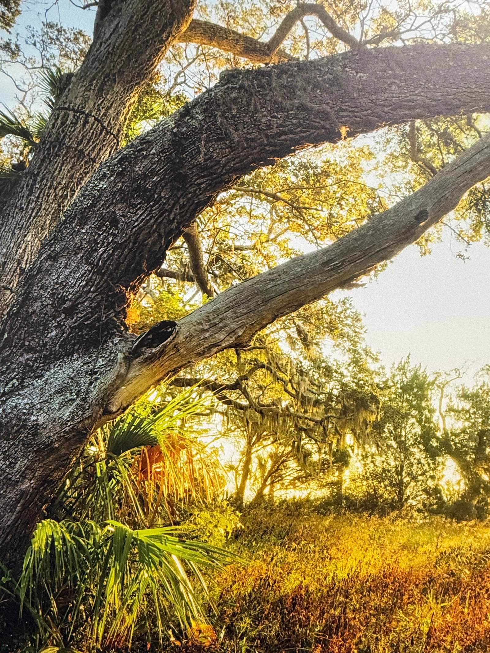 Sunlit Path Under Live Oak Branches, Framed Photograph, Artist Will Dickey - 3