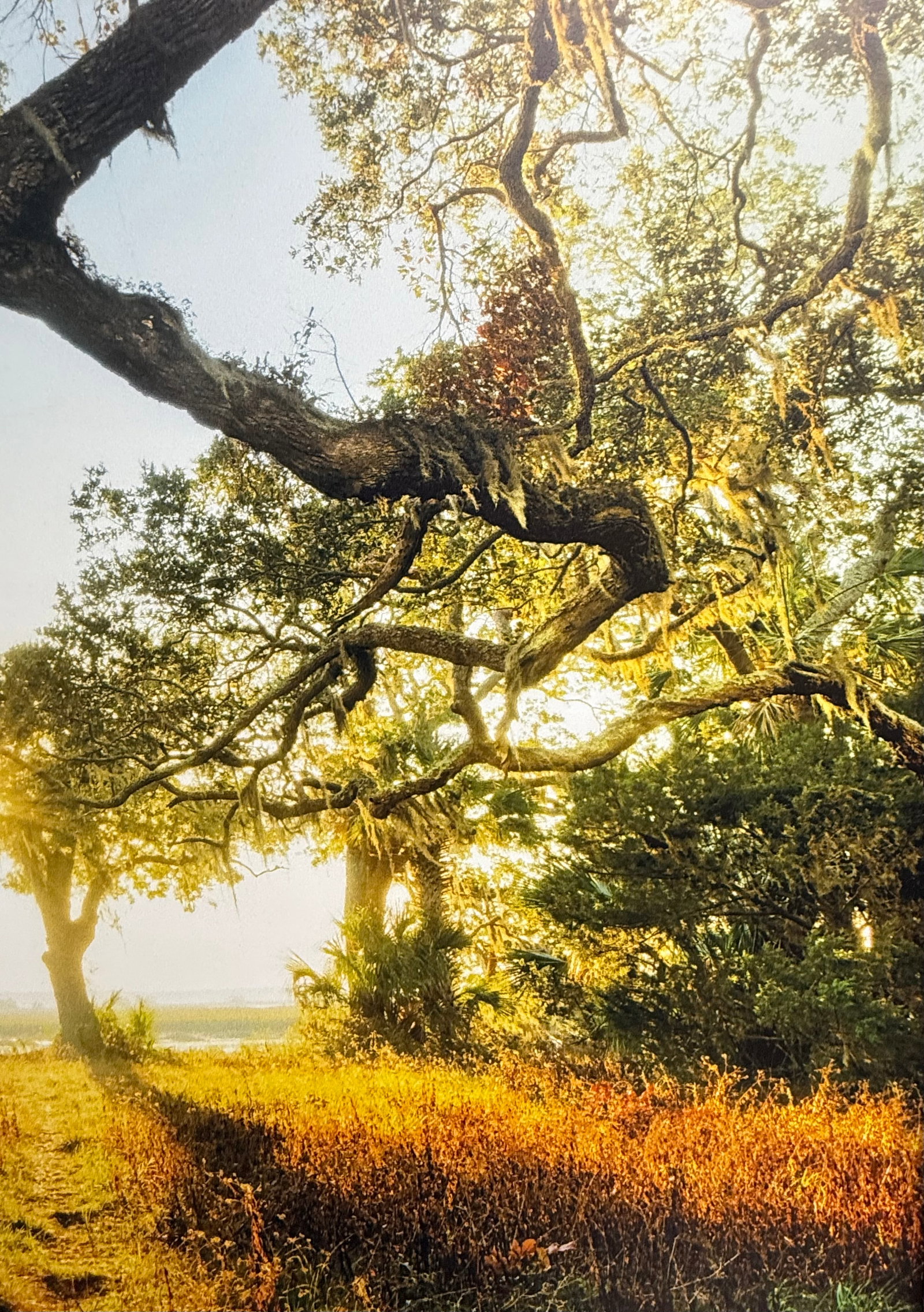 Sunlit Path Under Live Oak Branches, Framed Photograph, Artist Will Dickey - 4