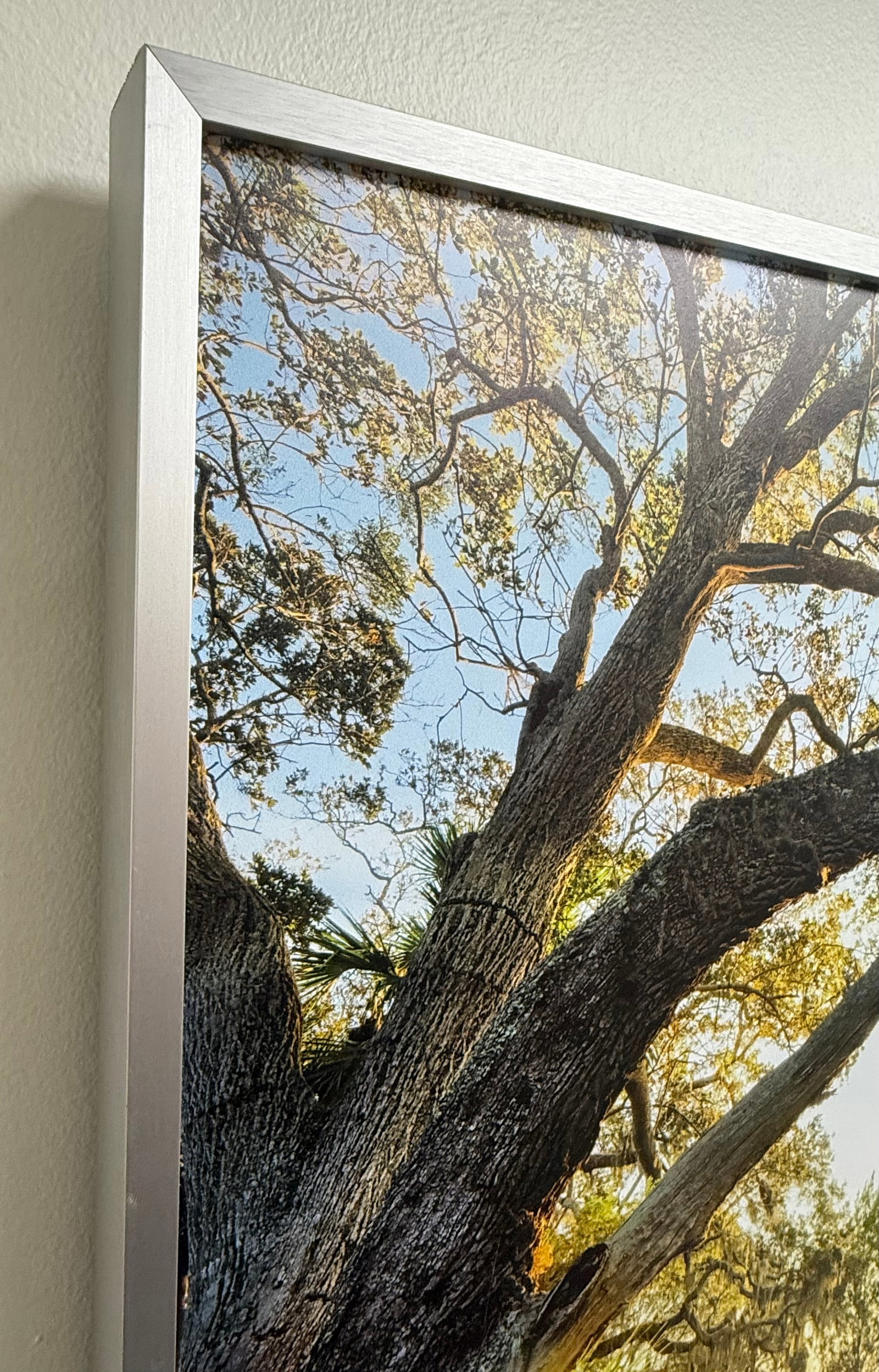 Sunlit Path Under Live Oak Branches, Framed Photograph, Artist Will Dickey - 6