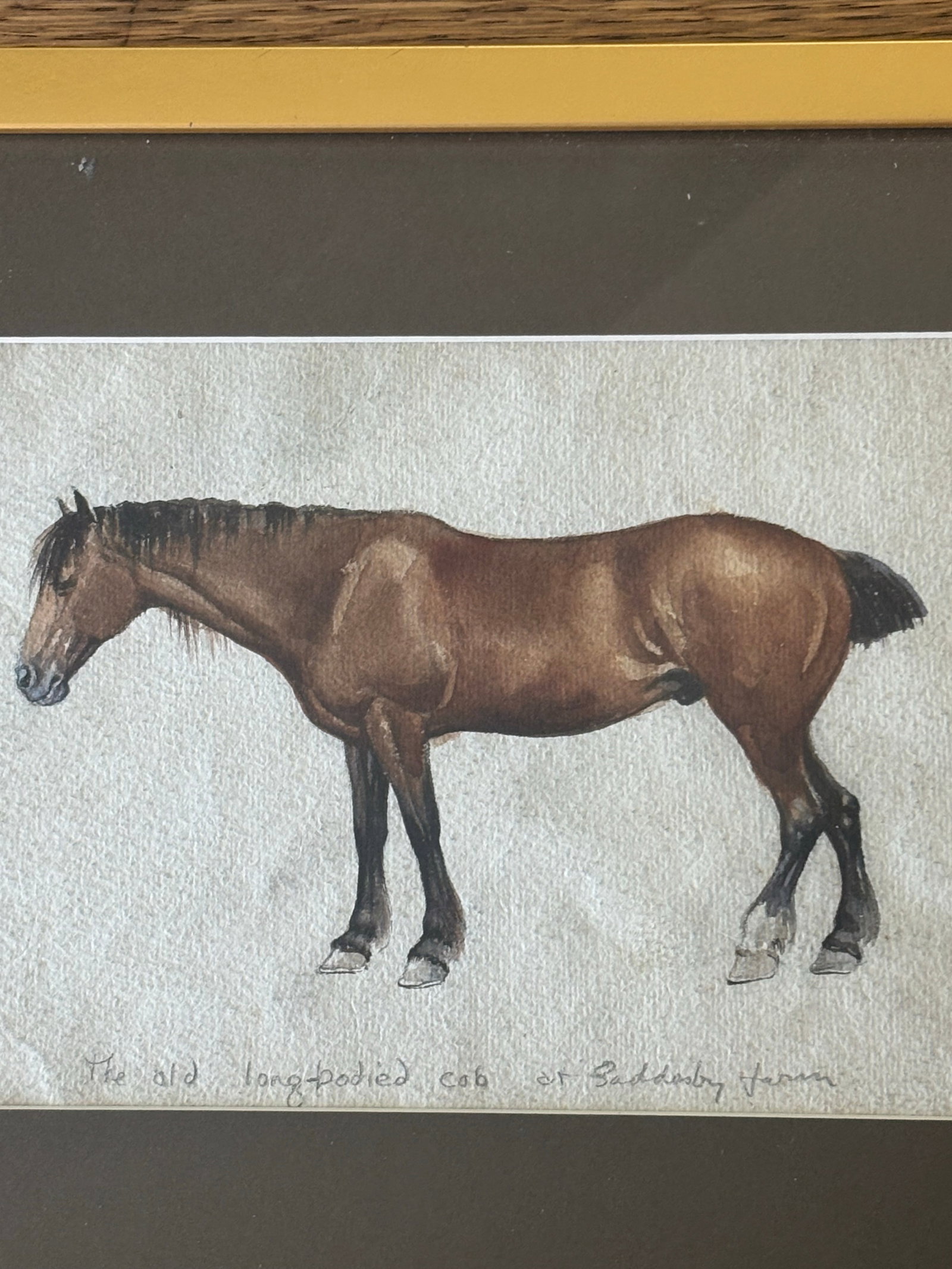 Original Watercolor "The Old Long-Bodied Cob of Gaddesby Farm" Horse Portrait 1914 Leicester, Englan - 2