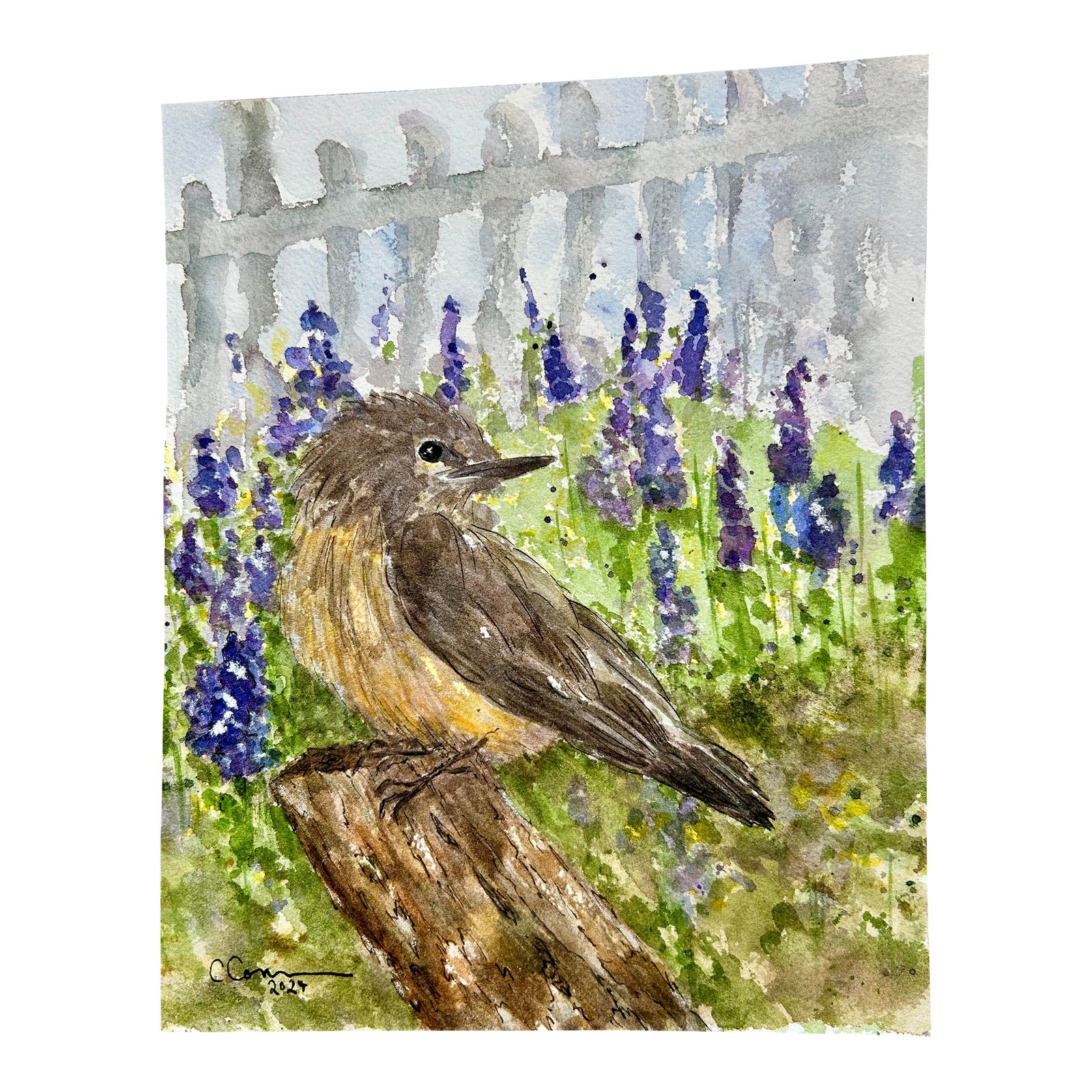Original Watercolor Painting on Paper of "Little Desert Bird.": Original watercolor painting of a "Little Desert Bird." I actually watched this bird's mother and father build their nest. It was on my front porch right next to a window which gave me a front row