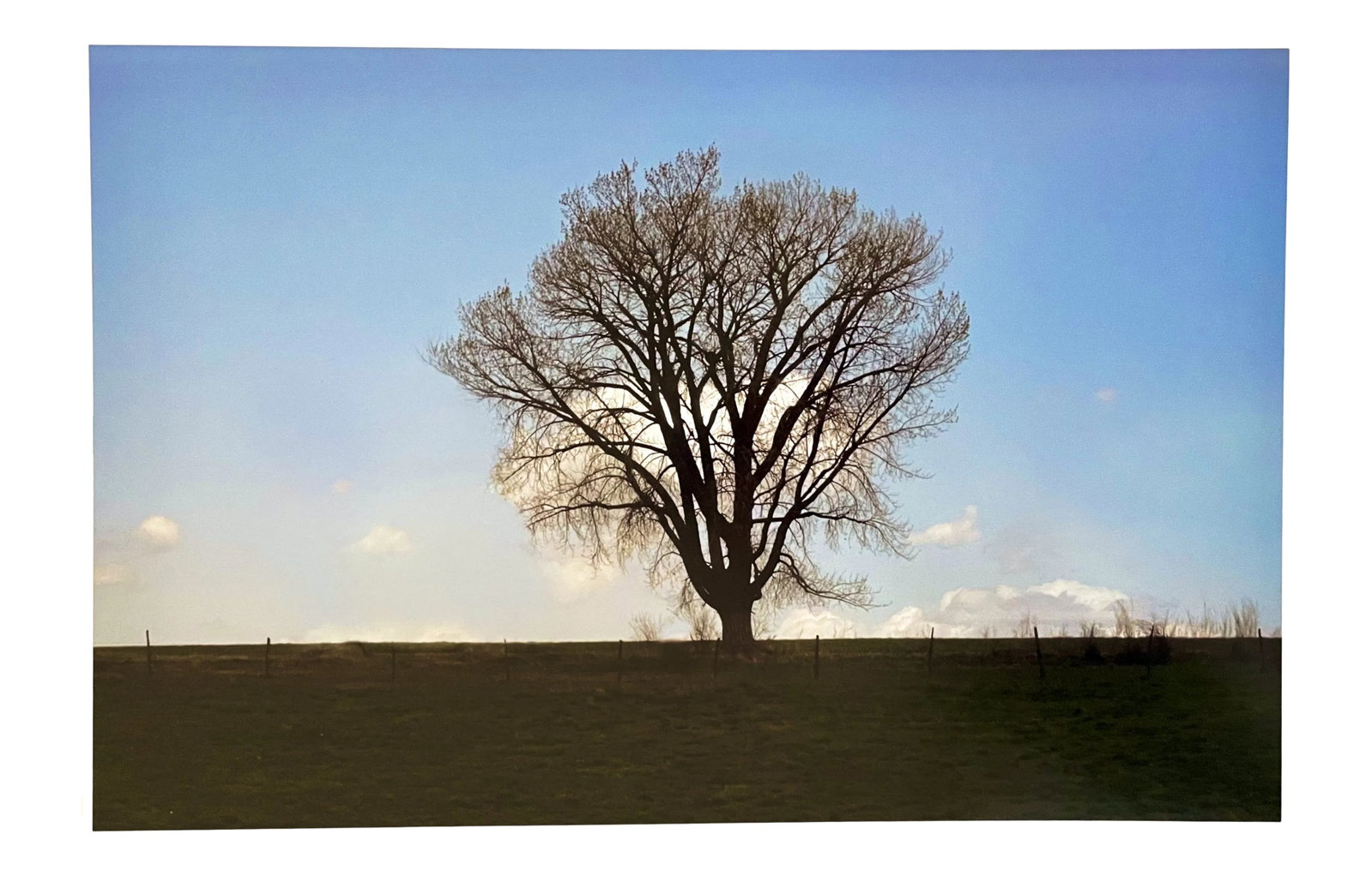 "Lone Tree" Contemporary Landscape Photograph from The Estate of Gleb Derujinsky: The pleasure of finally being able to go through the archive of my father, Gleb Derujinsky, and begin the task of sharing his vast imagination is a thrill. Many know his work now from his career as a 