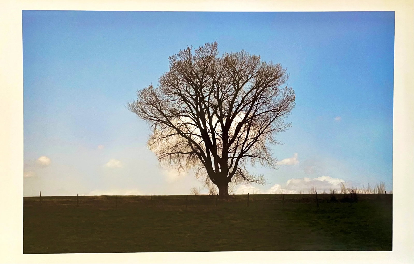 "Lone Tree" Contemporary Landscape Photograph from The Estate of Gleb Derujinsky - 6