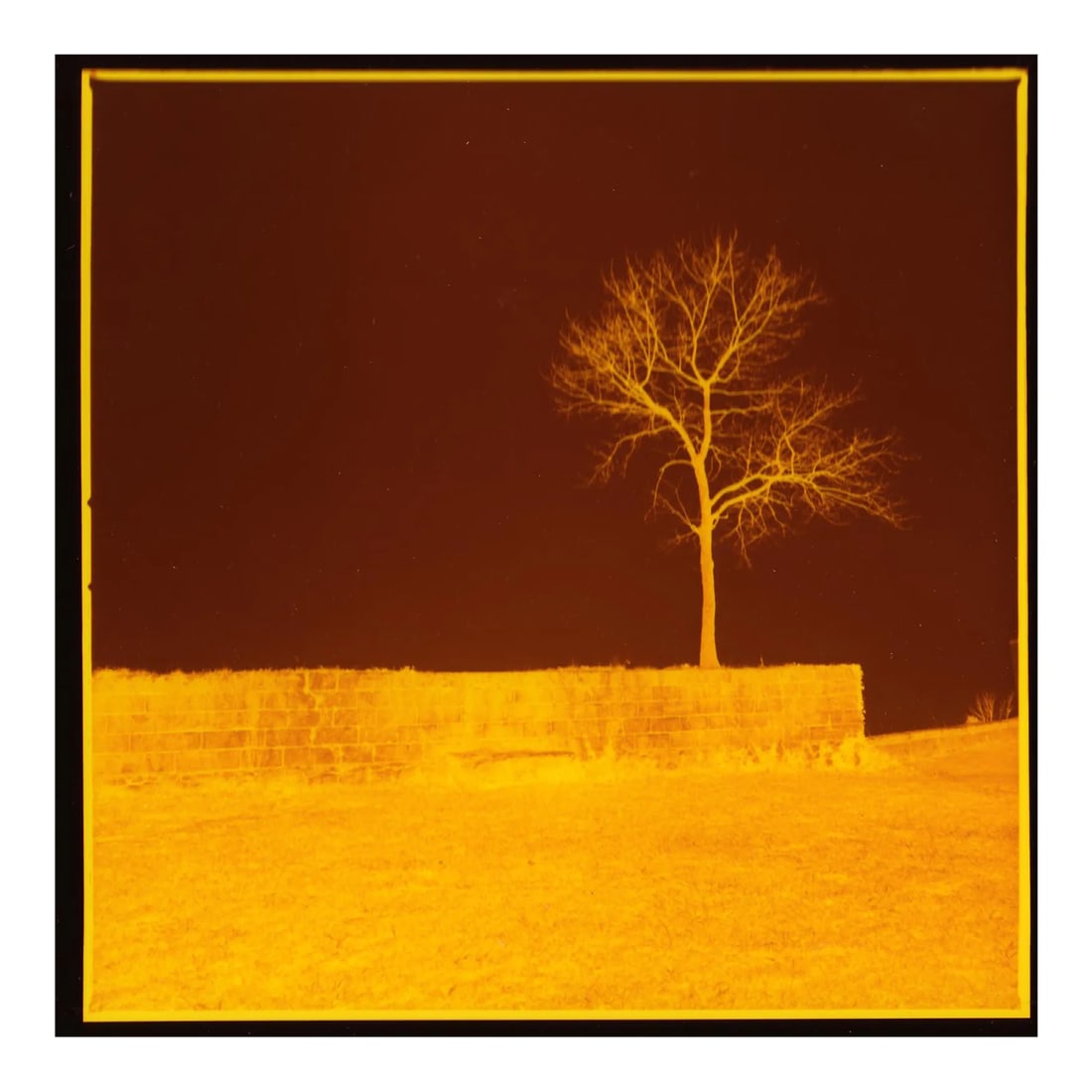 Landscape Cibachrome Photograph "Survivor" 2/10 1989 by Jacques Cressaty: This photograph "Survivor" 1989 2/10 is part of a seven year project undertaken by San Francisco based artist Jacques Cressaty from 1989 to 1996. The project was to photograph a different area of his 